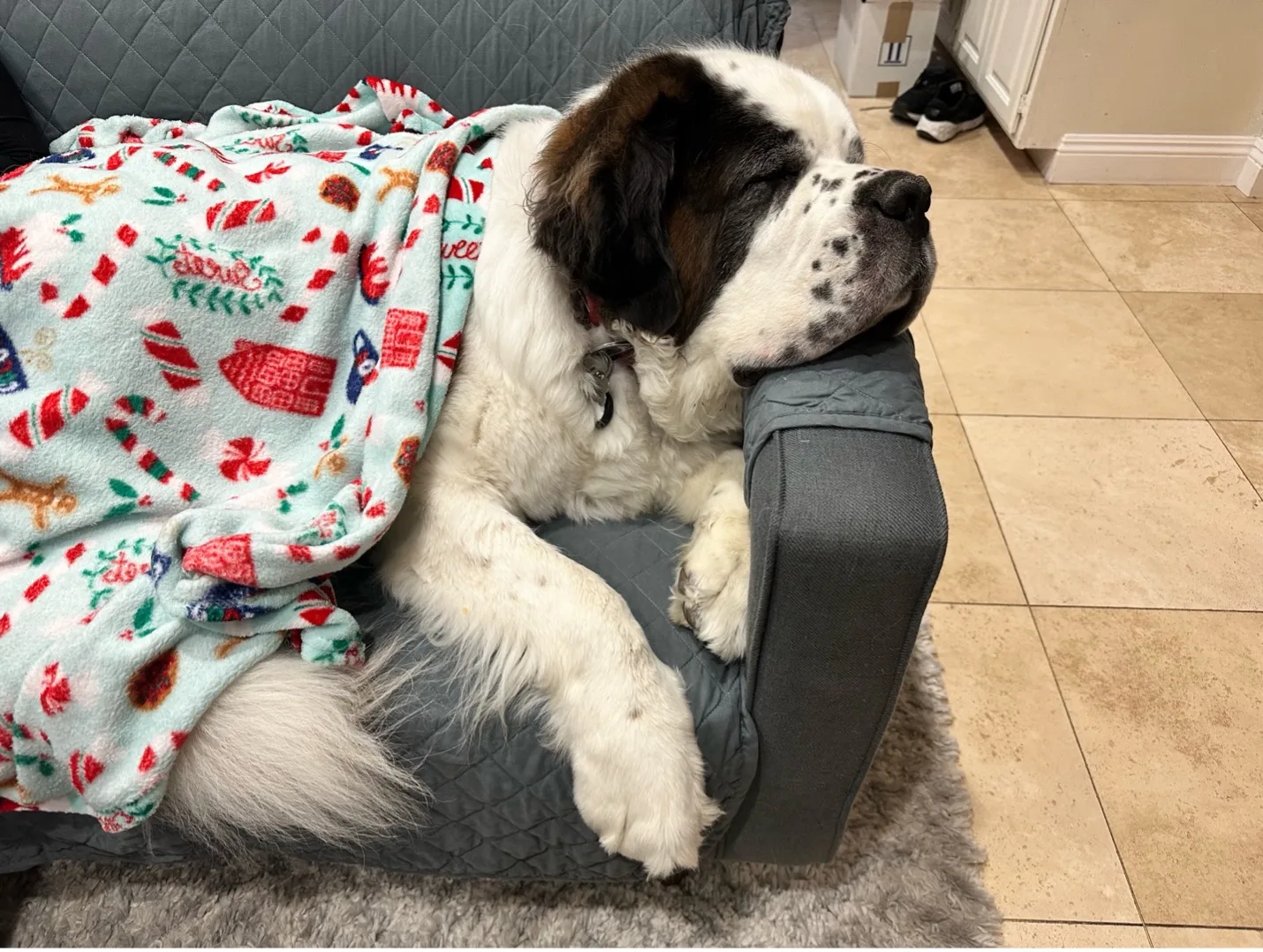 Saint Bernard dog resting on a gray pet bed with a holiday blanket on a tile floor