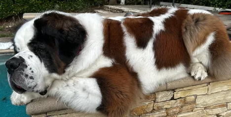 Saint Bernard dog resting on a stone ledge beside a swimming pool