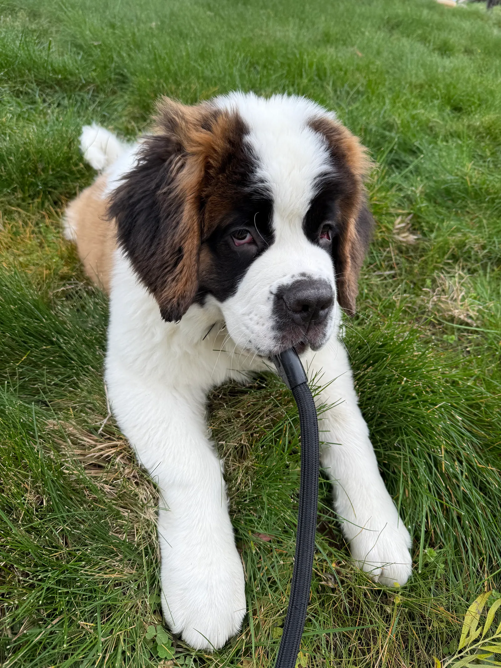 Saint Bernard puppy lying in grass chewing on a black leash.