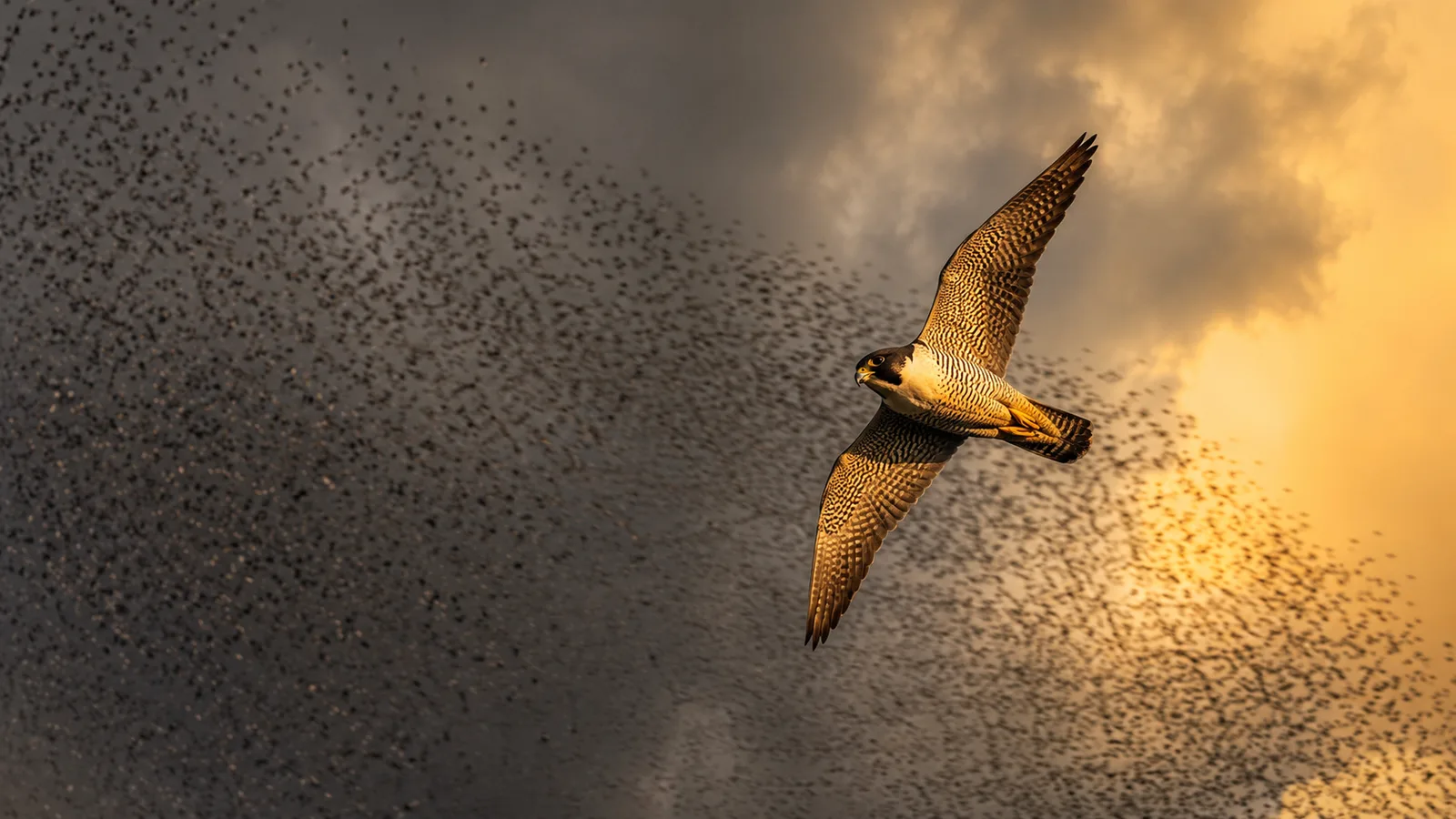 A lone falcon catching golden light as it flies clear of a vast, dark swirling flock of starlings.