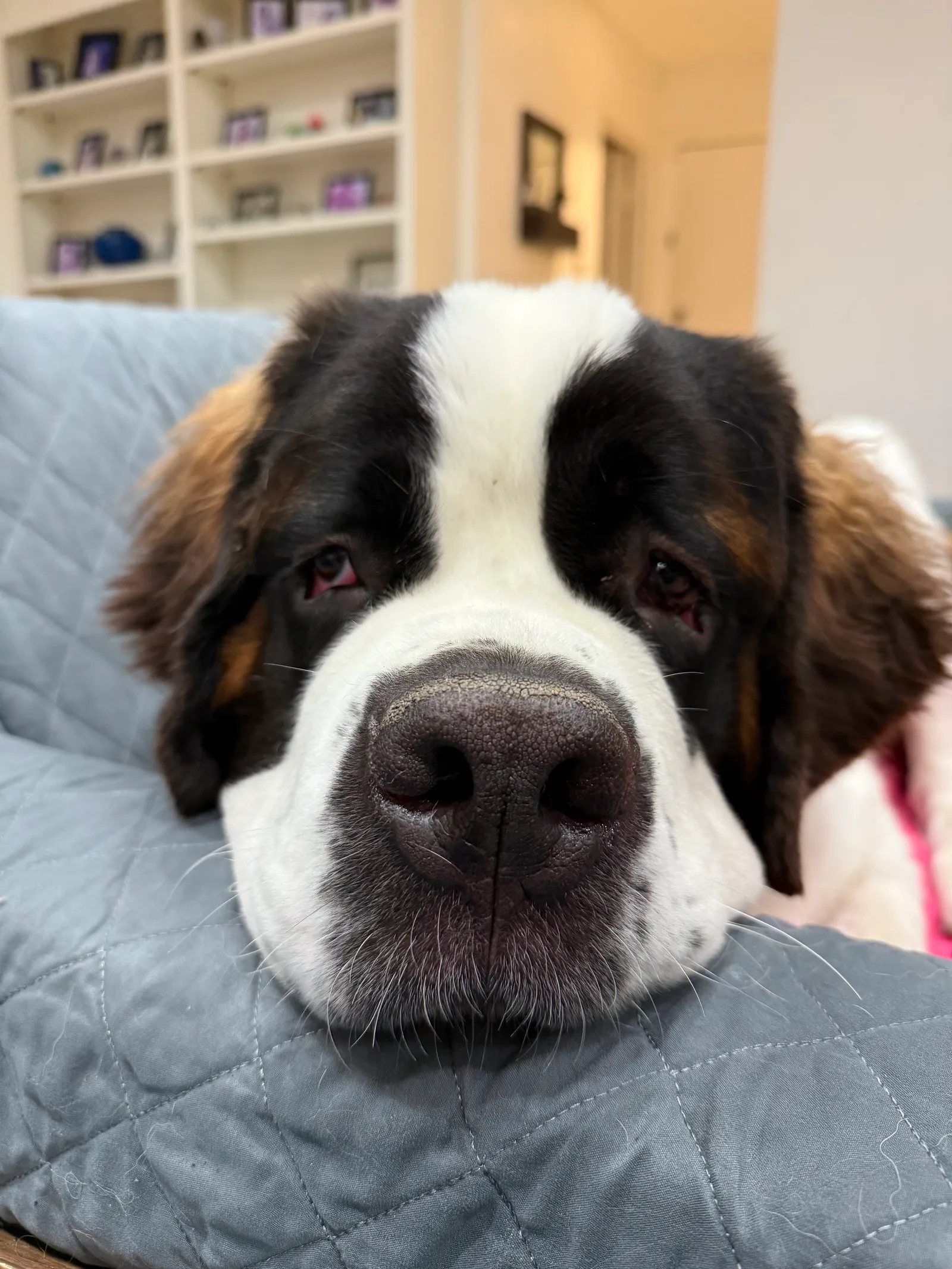 Saint Bernard dog resting its head on a gray quilted couch indoors.