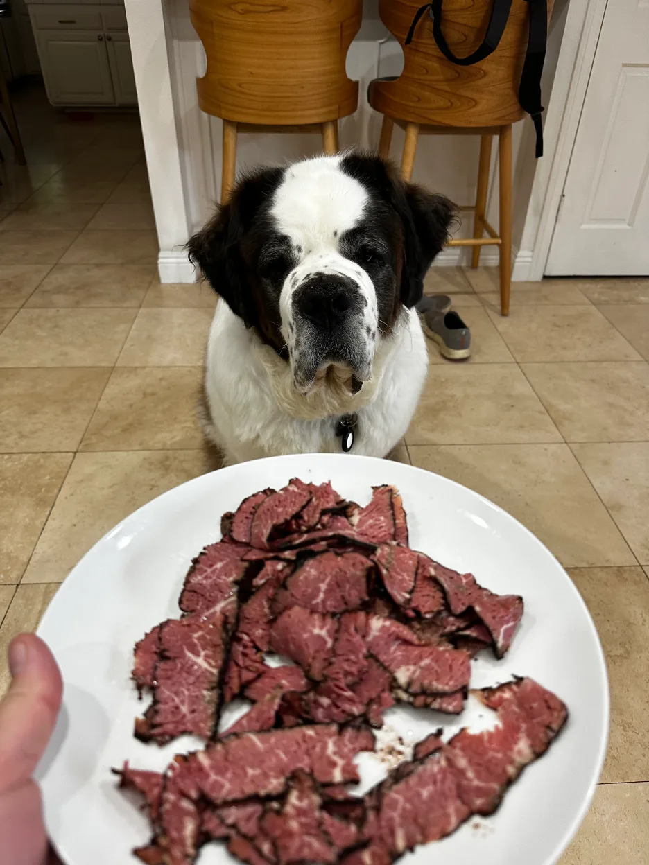 Saint Bernard dog sitting in a kitchen looking at a plate of sliced pastrami