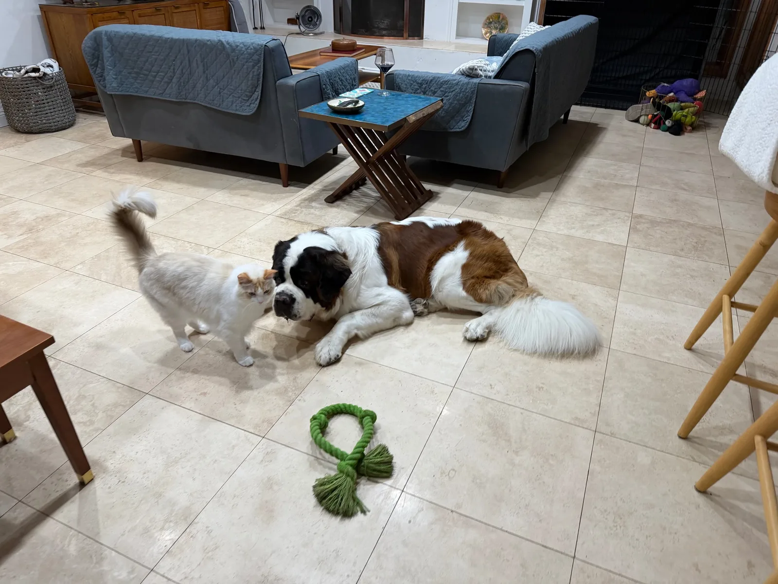 Magnus, a Saint Bernard, lying on a tiled living room floor while his best buddy Sherlock, a fluffy white and orange cat, walks right past his nose. A green rope toy sits on the floor in front of them.