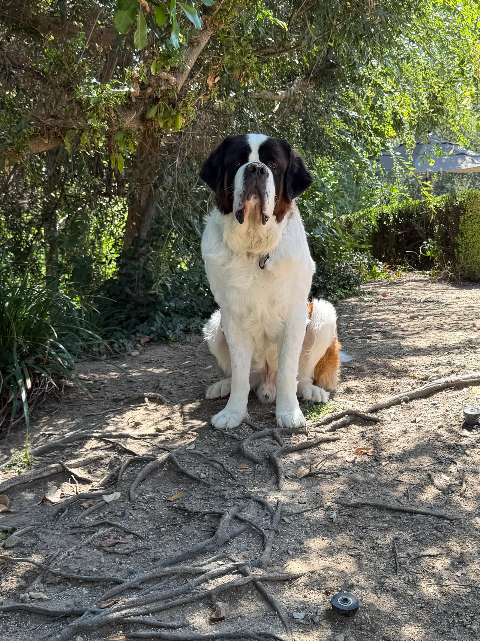 Magnus, a Saint Bernard, sits upright on a shaded dirt path under leafy trees in the yard, looking at the camera and waiting to go for a walk.