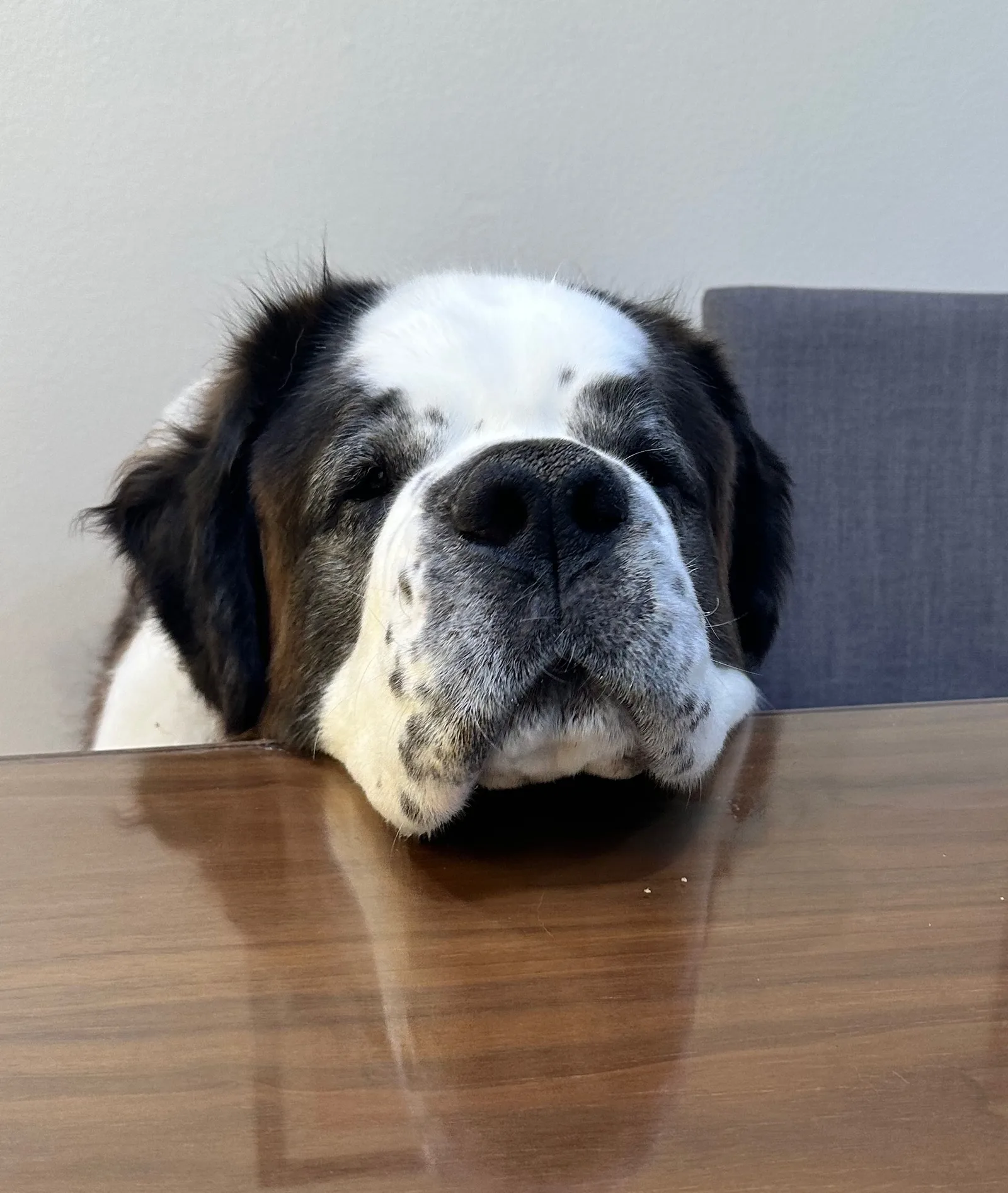 A Saint Bernard rests its head on a wooden table with eyes closed.