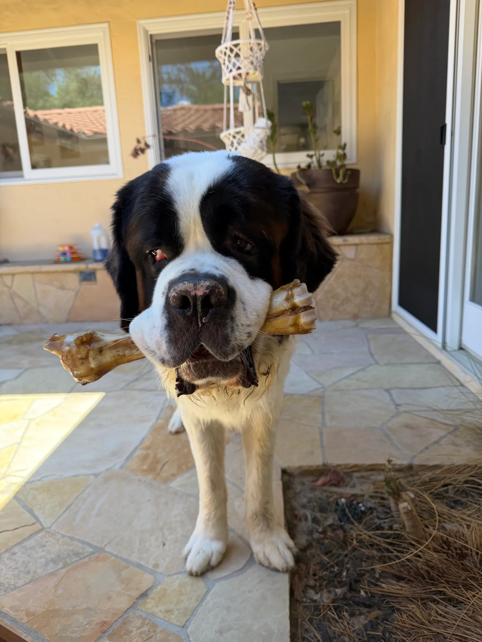 Magnus stands on a flagstone patio in the sun holding a very large bone crosswise in his mouth, looking at the camera.