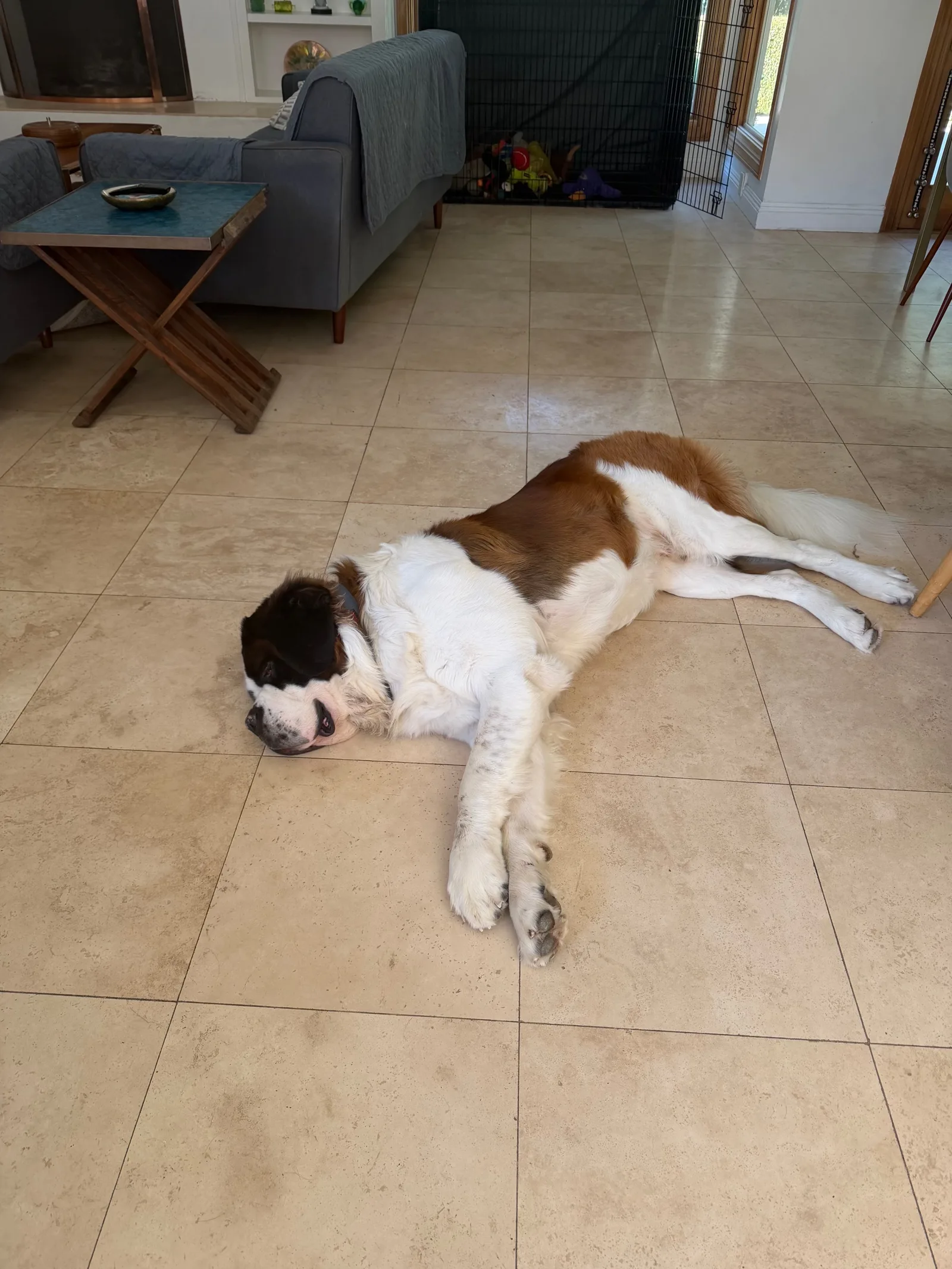 Magnus, a Saint Bernard, lies stretched across the cool travertine floor after a morning walk during a Los Angeles heat wave.
