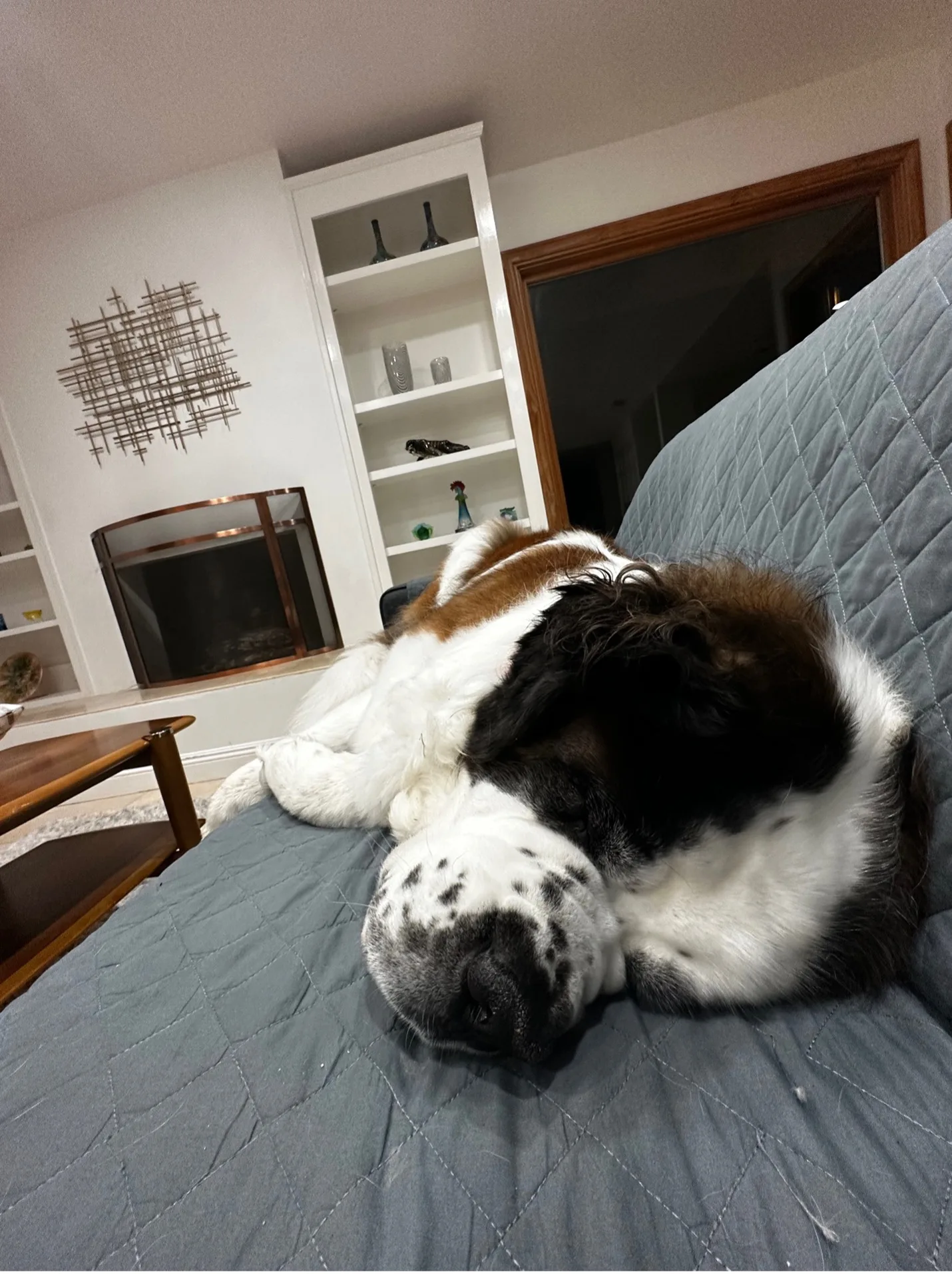 Saint Bernard dog resting its head on a couch in a living room