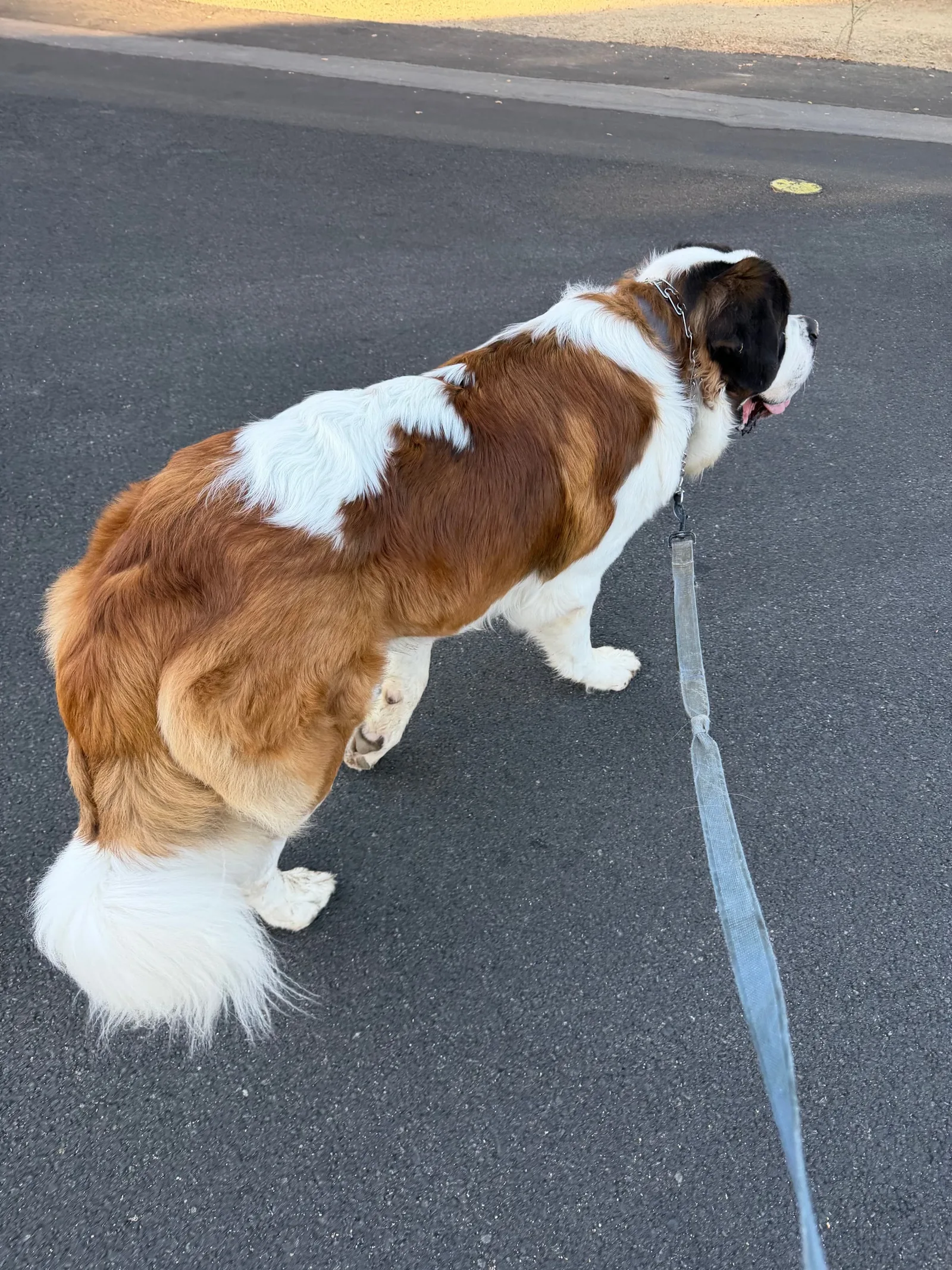Magnus walking ahead on a leash across an asphalt road in low evening light, seen from behind, heading toward the dirt shoulder and gravel horse trails on the far side.