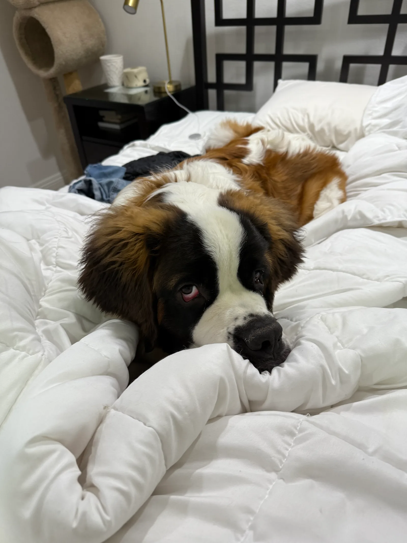Saint Bernard dog resting its head on a white bed comforter