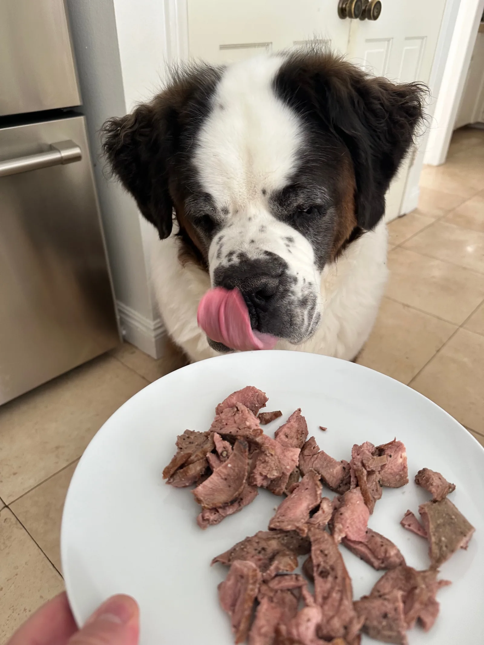 A Saint Bernard licks its nose over a white plate of chopped meat held in front of it.