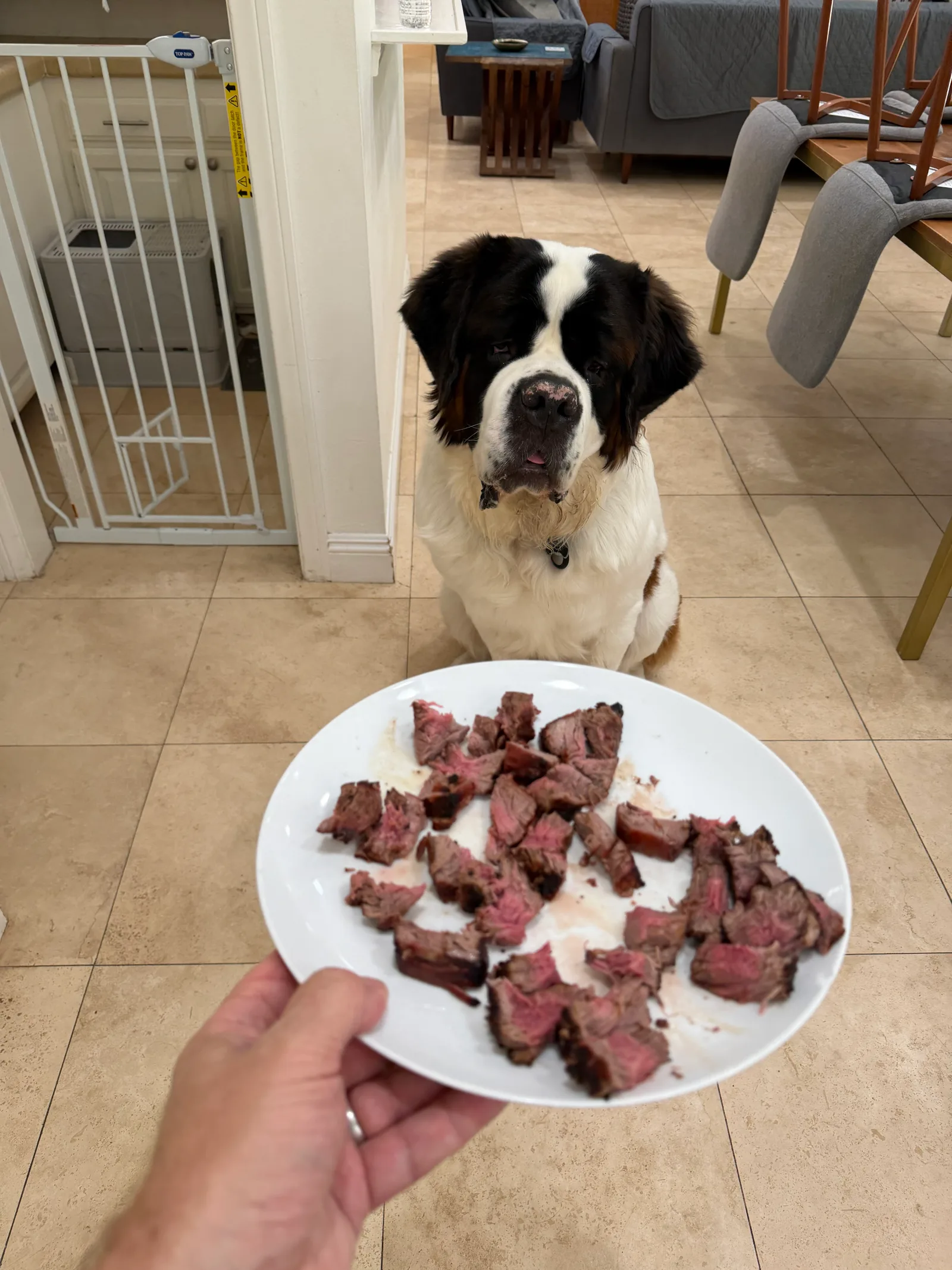Magnus, a Saint Bernard, sits still on a tiled kitchen floor watching intently as Steve holds out a plate of sliced barbecued steak in the foreground.