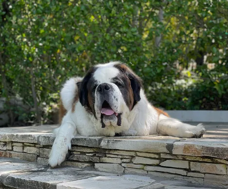 St. Bernard dog lying on a stone patio with tongue out, greenery behind