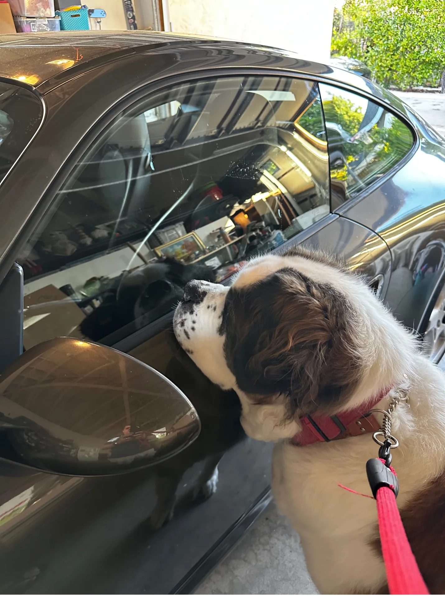 Saint Bernard dog on a leash looking into a parked car window