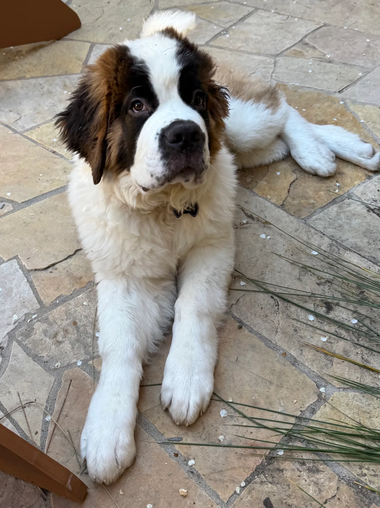 Saint Bernard puppy lying on a stone patio looking up at the camera.