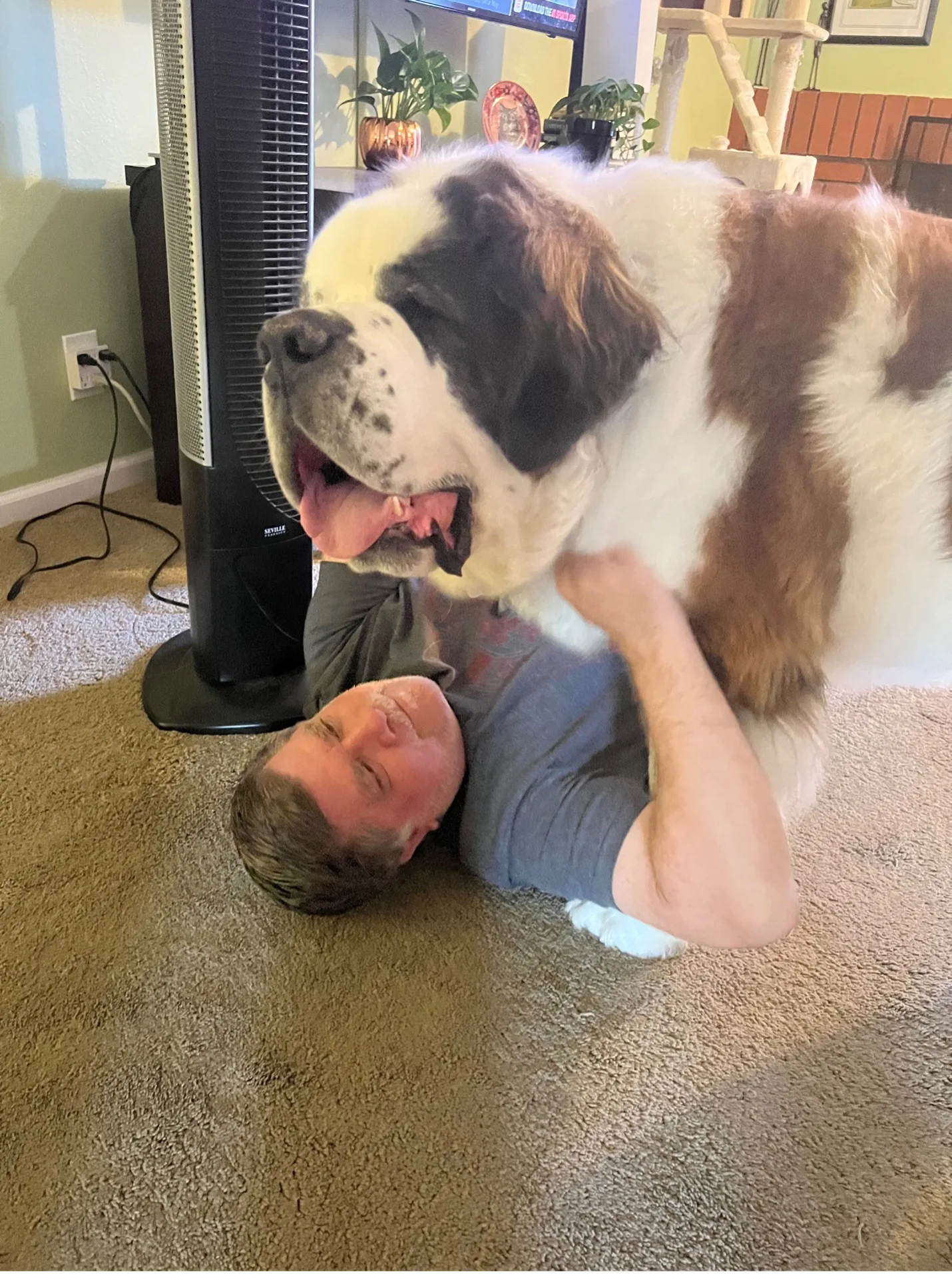 Large Saint Bernard dog lying on top of a man on the floor
