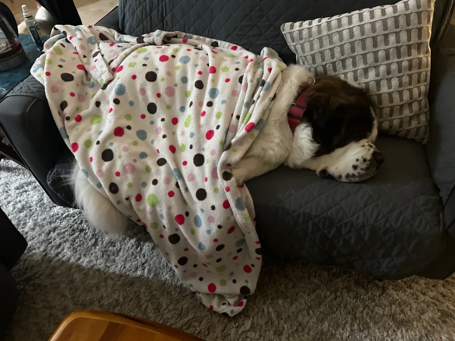 Brown and white dog wrapped in a polka-dot blanket, sleeping against a pillow on a gray couch.