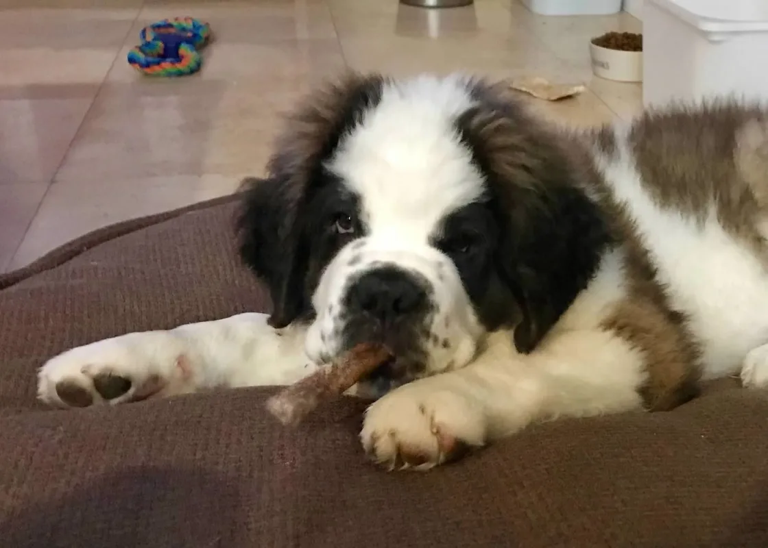 Saint Bernard puppy lying on a dog bed chewing a small treat or stick.