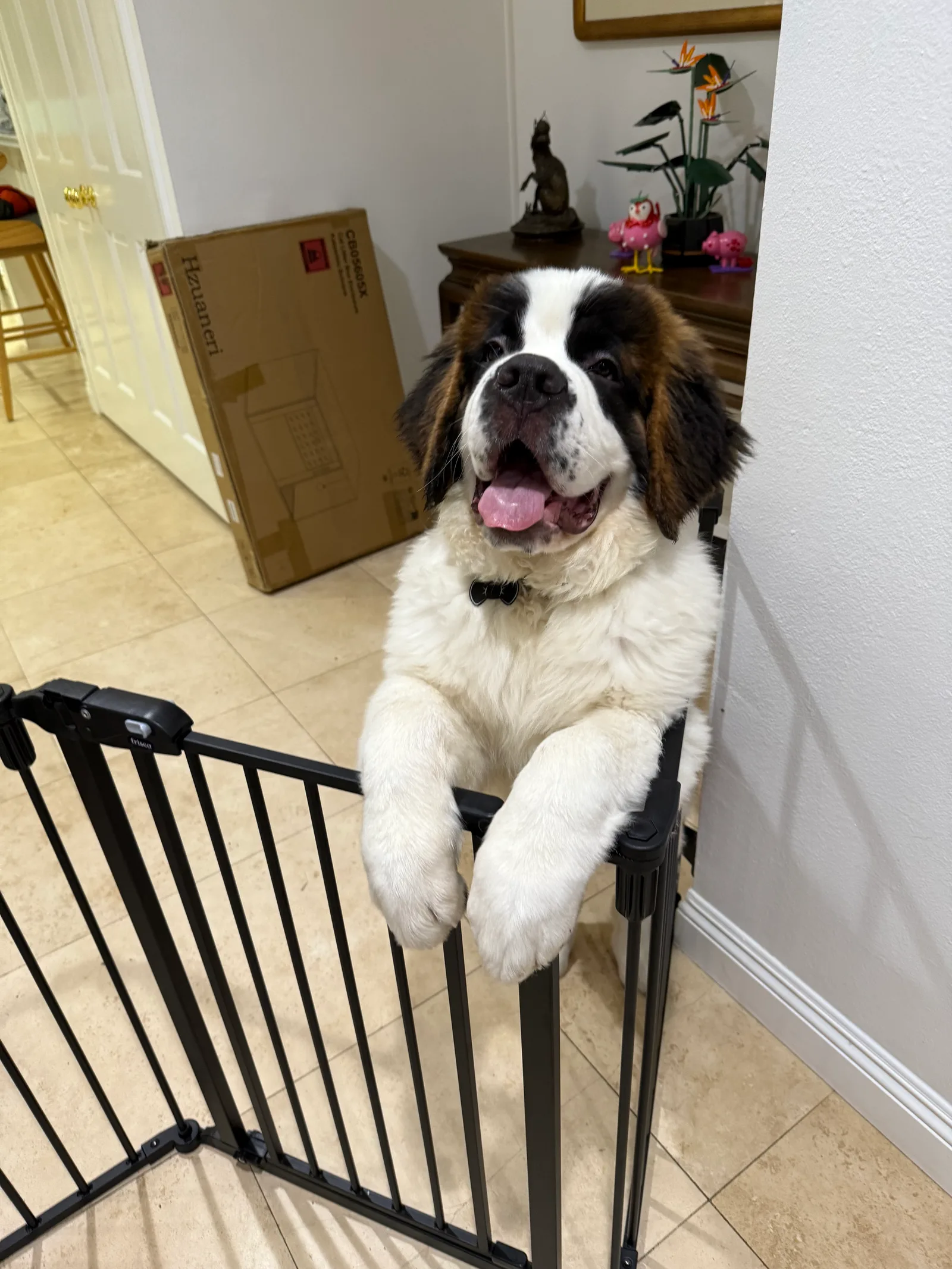 Saint Bernard puppy standing with paws over a black pet gate, mouth open and tongue out.