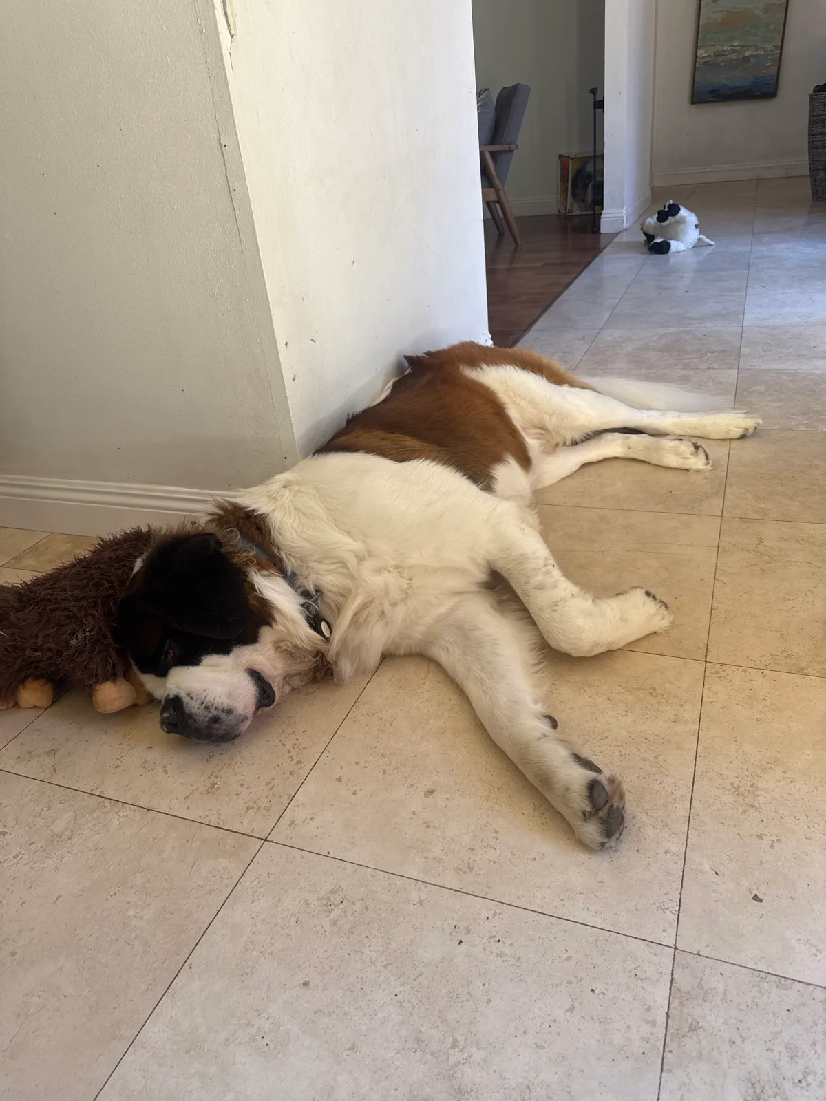 Magnus sprawled flat on his side on the tile floor, head resting on the same shaggy brown toy, legs stretched out.