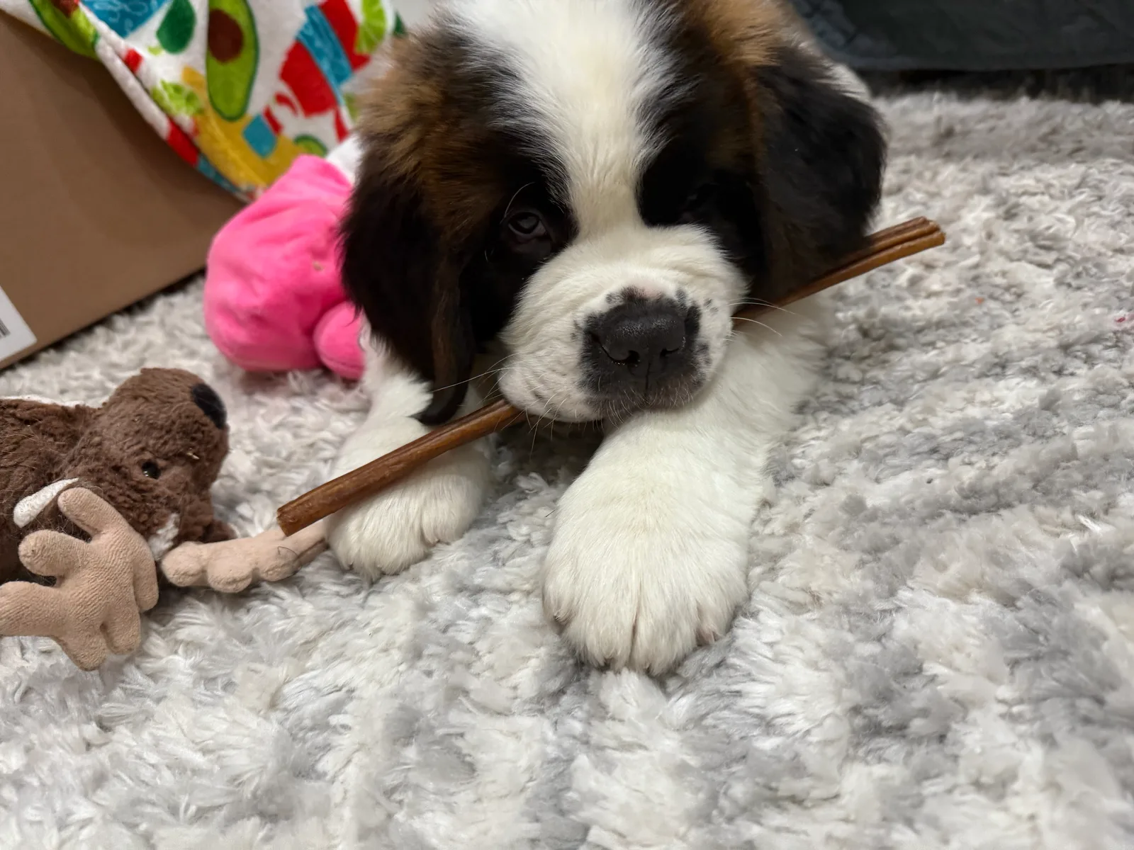 Saint Bernard puppy lying on a rug chewing a stick beside plush toys.