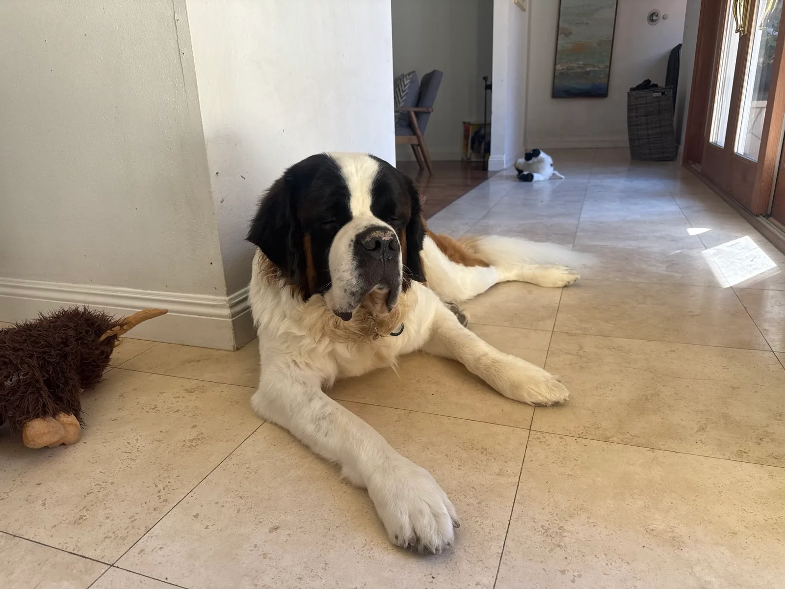 Magnus, a Saint Bernard, lies on a cool tile floor in a hallway, front legs stretched out and eyes half closed, beside a shaggy brown stuffed toy.