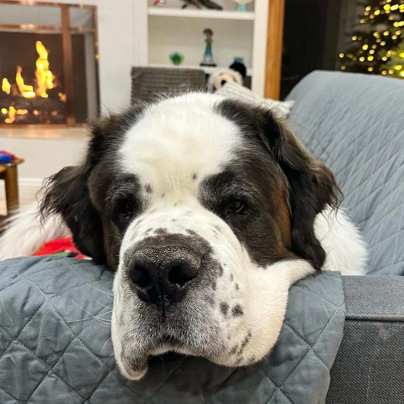 Black and white Saint Bernard dog resting its chin on a gray couch near a fireplace and tree.