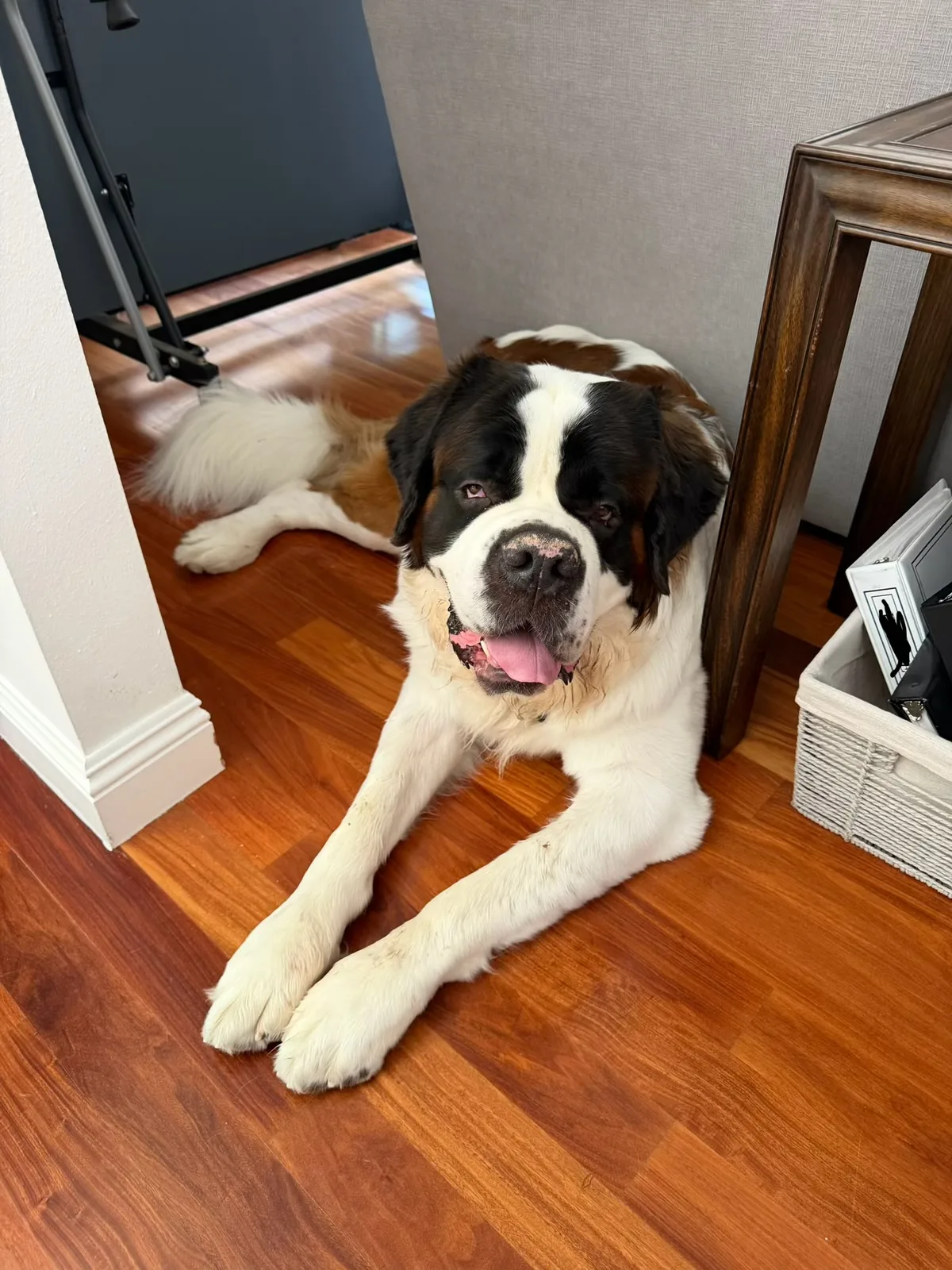 Magnus, a Saint Bernard, lies on a hardwood floor in the corner beside a table, looking at the camera.