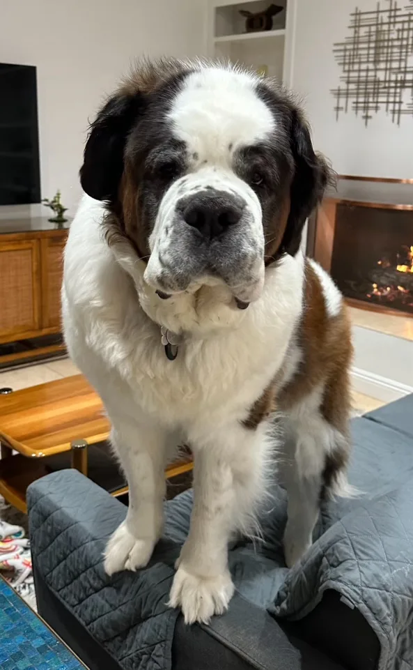 Large Saint Bernard dog standing on a sofa in a living room with a fireplace