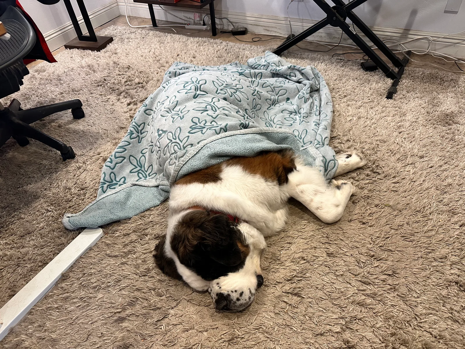 Saint Bernard dog sleeping under a blue blanket on a carpet near a keyboard stand