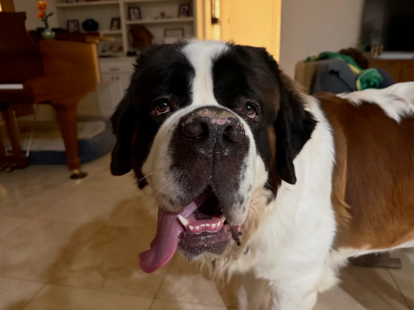 Magnus, a Saint Bernard, looks into the camera indoors with his mouth open and tongue hanging out.