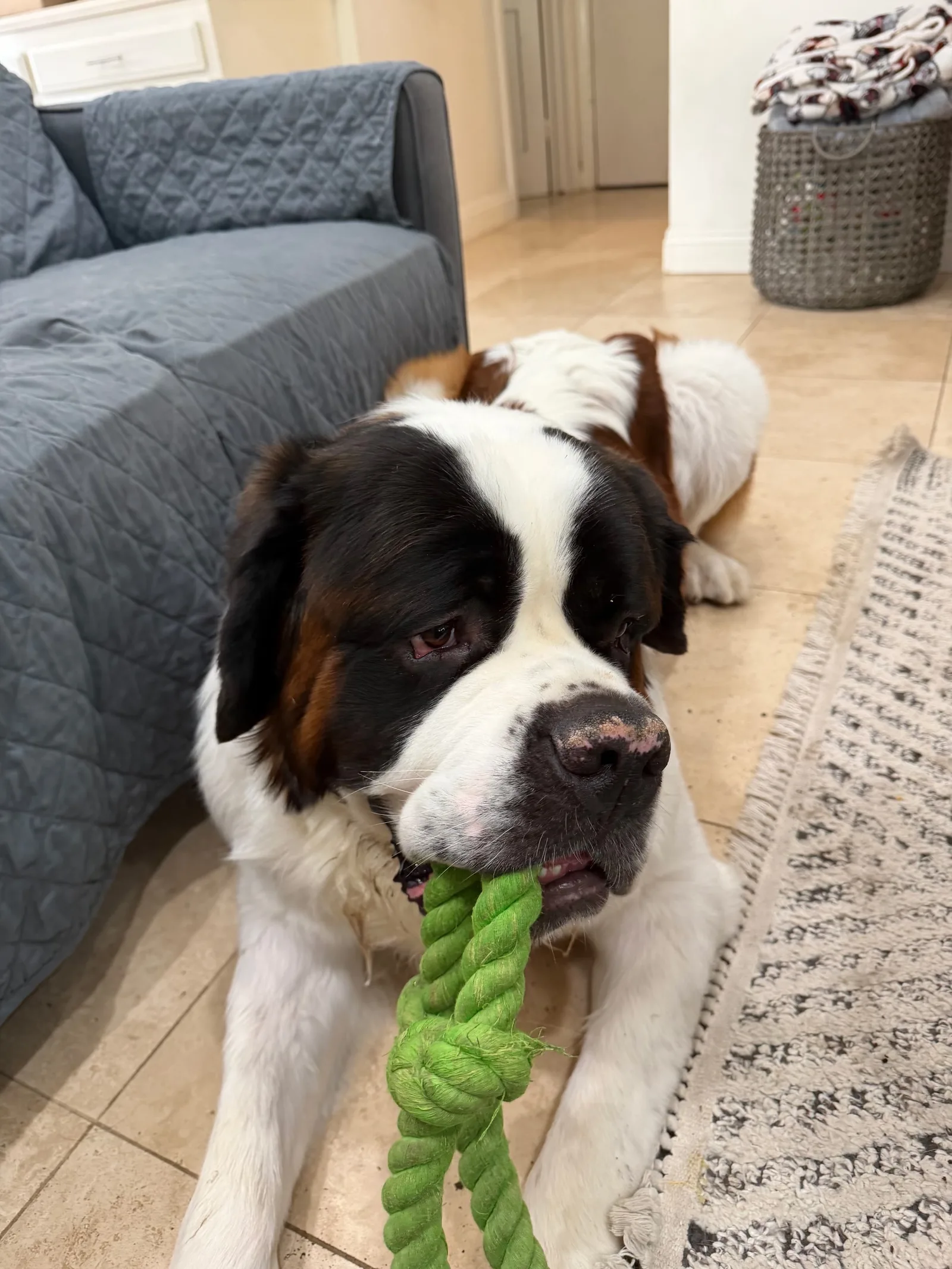 Magnus lying on the tile floor beside the couch with a thick green rope toy gripped in his mouth, looking up and waiting for someone to take the other end.