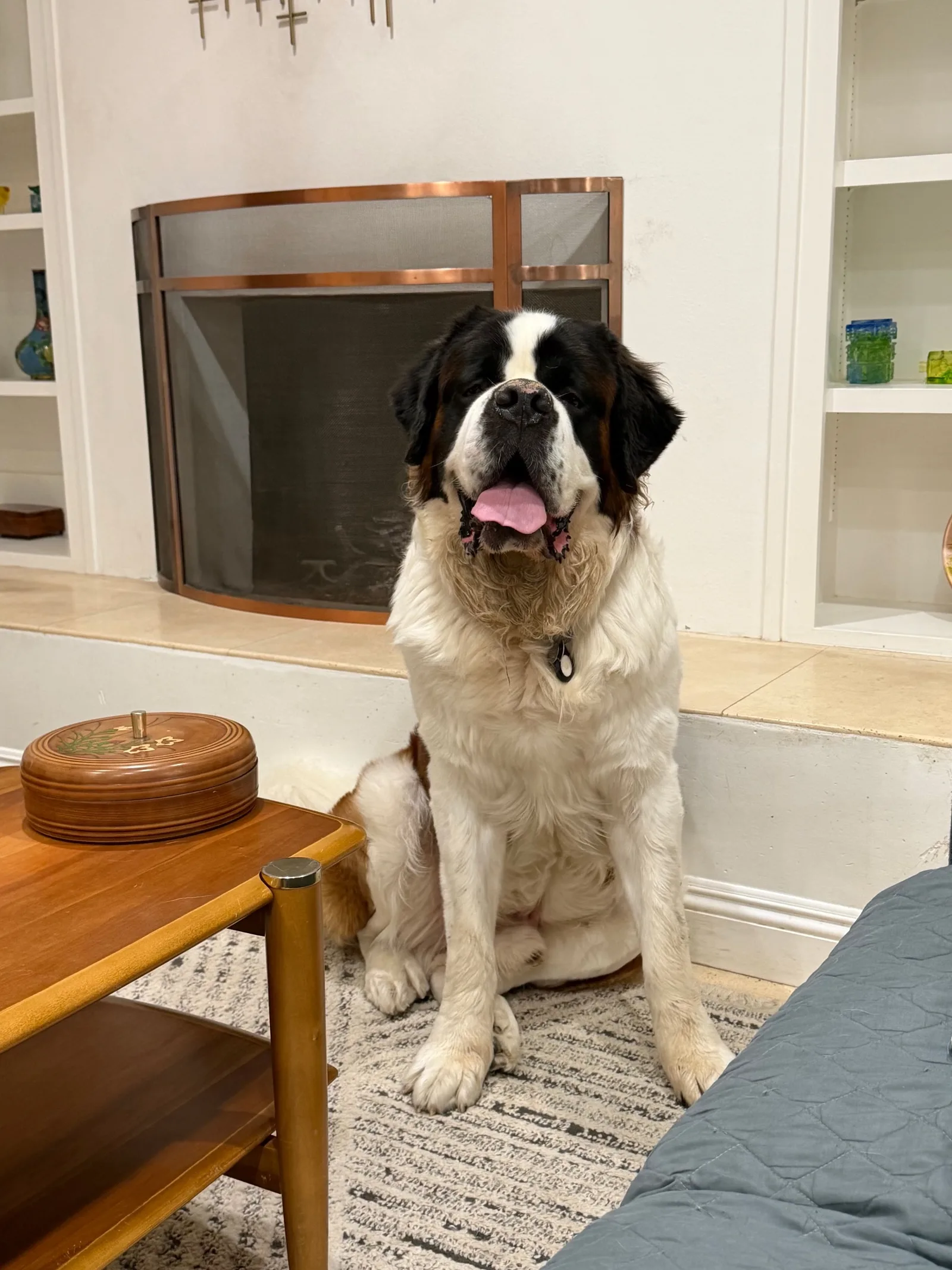 Magnus sits upright on a rug in front of a fireplace screen, mouth open and tongue out, waiting for his walk.