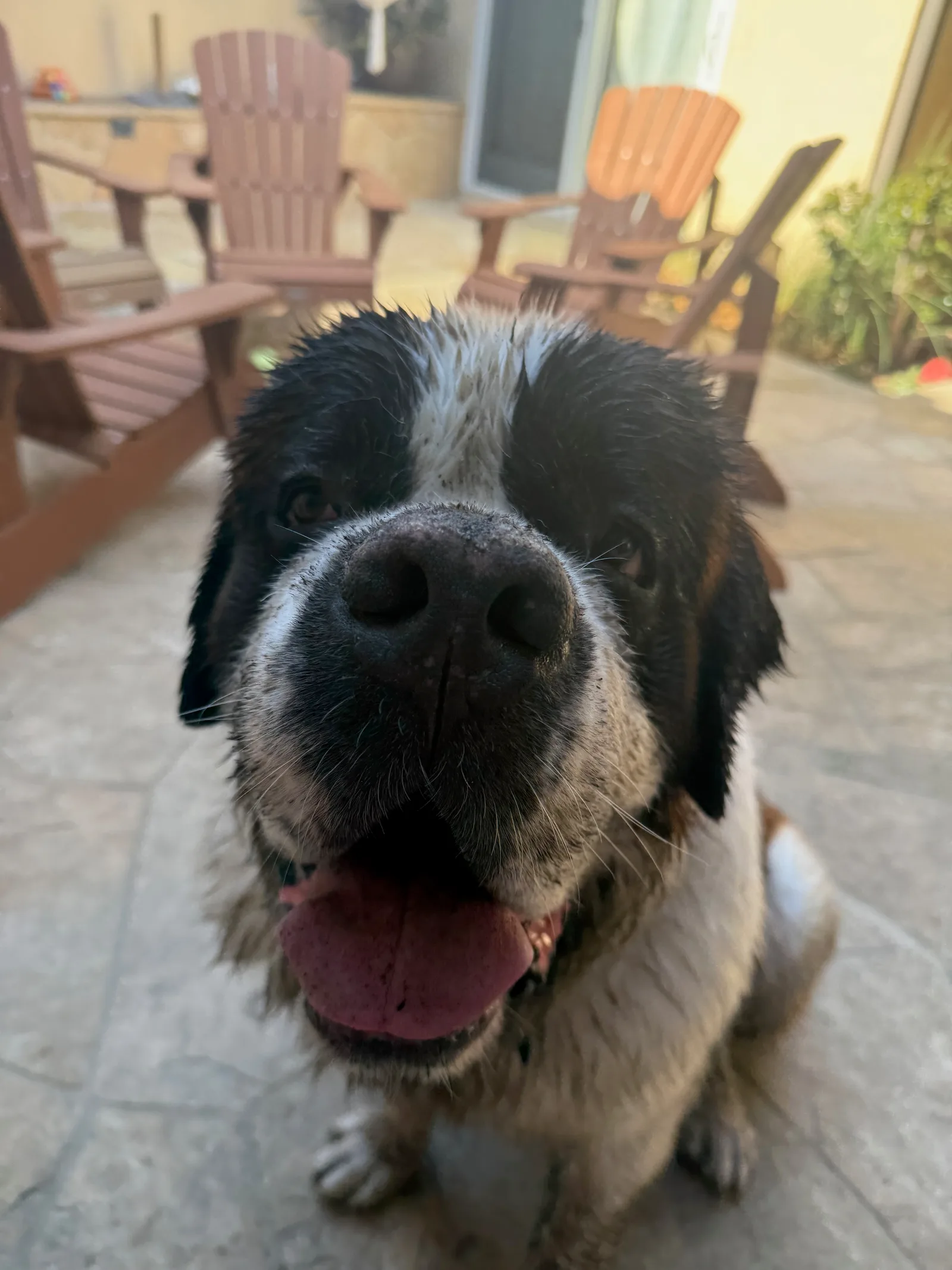 Black and white Saint Bernard dog sitting on a patio with tongue out near patio chairs.