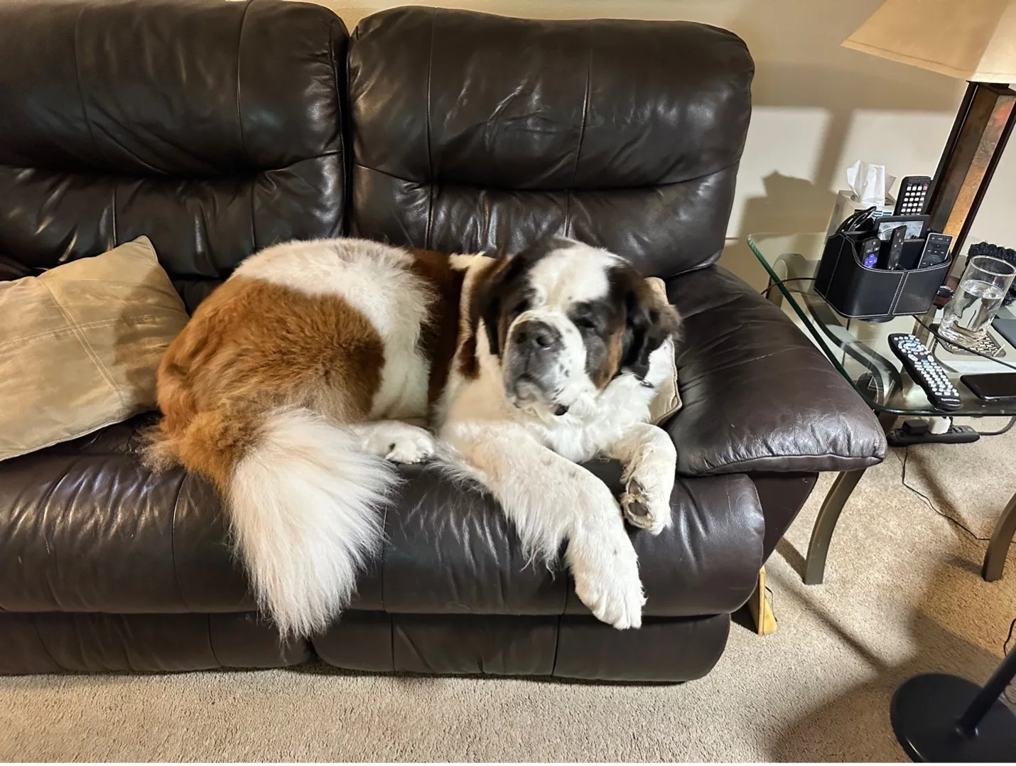 Saint Bernard dog curled up resting on a brown leather sofa in a living room