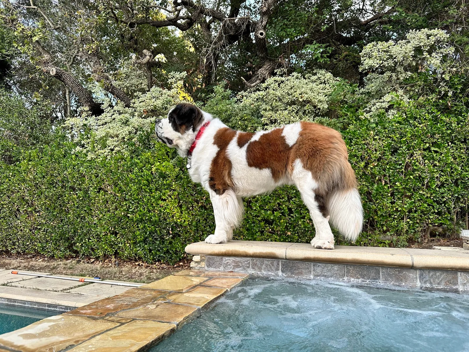 Saint Bernard dog standing on a stone ledge beside a pool with greenery behind