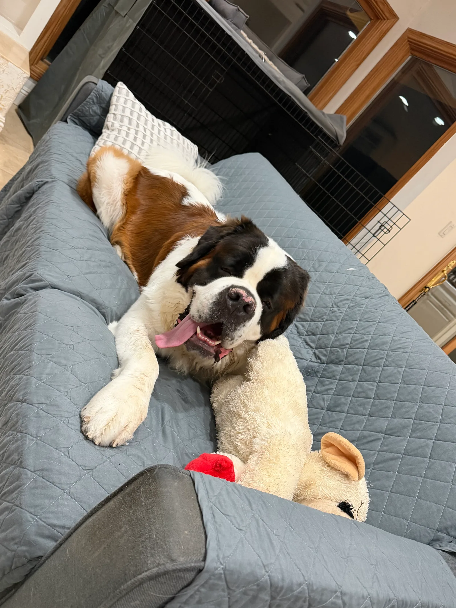 Magnus, a Saint Bernard, sprawled on a couch under a grey quilted cover with his tongue hanging out, resting his head against a large cream stuffed lamb toy.