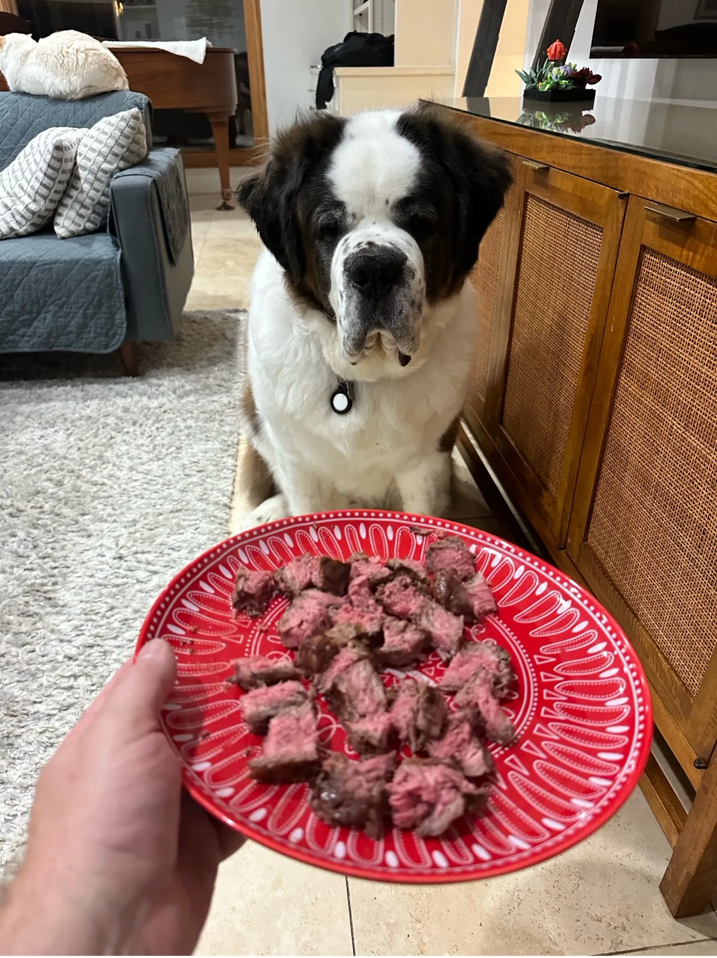 Person holding a red plate of cubed steak in front of a seated Saint Bernard dog