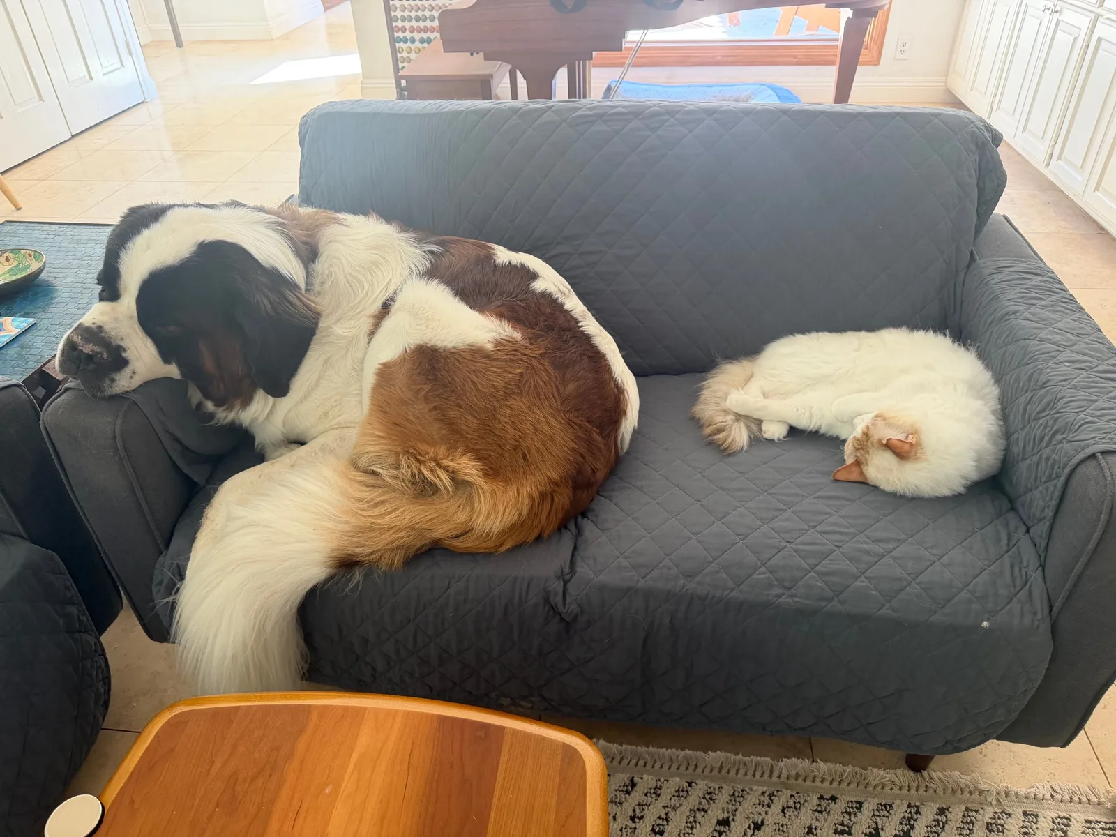 Magnus curled up asleep at one end of a grey couch, with Sherlock, a fluffy white and orange cat, curled up asleep at the other end.