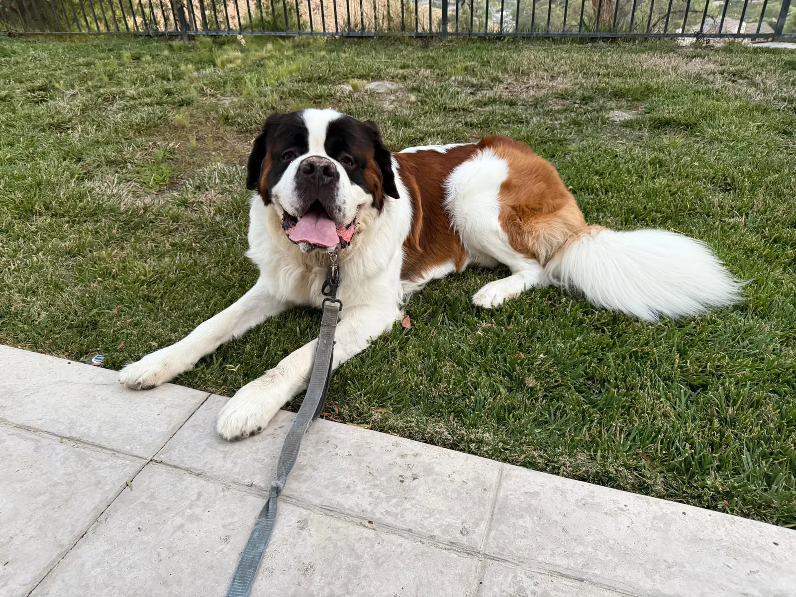 Magnus stretched out on the grass of a fenced back yard, tongue out and looking straight at the camera, his leash trailing across the walkway beside him.
