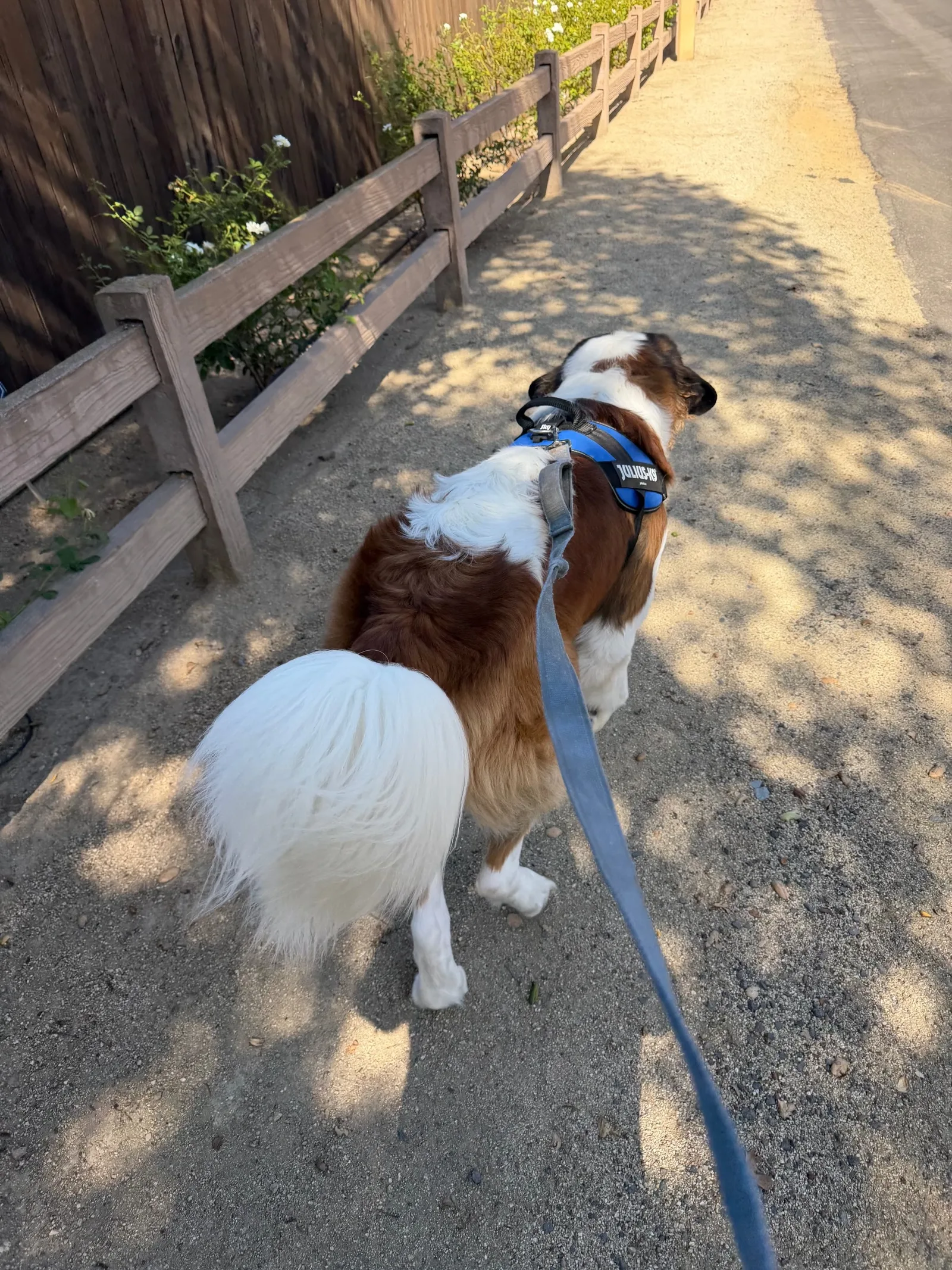 Magnus, a Saint Bernard, walks on a leash in his blue harness along a gravel path beside a wooden fence.