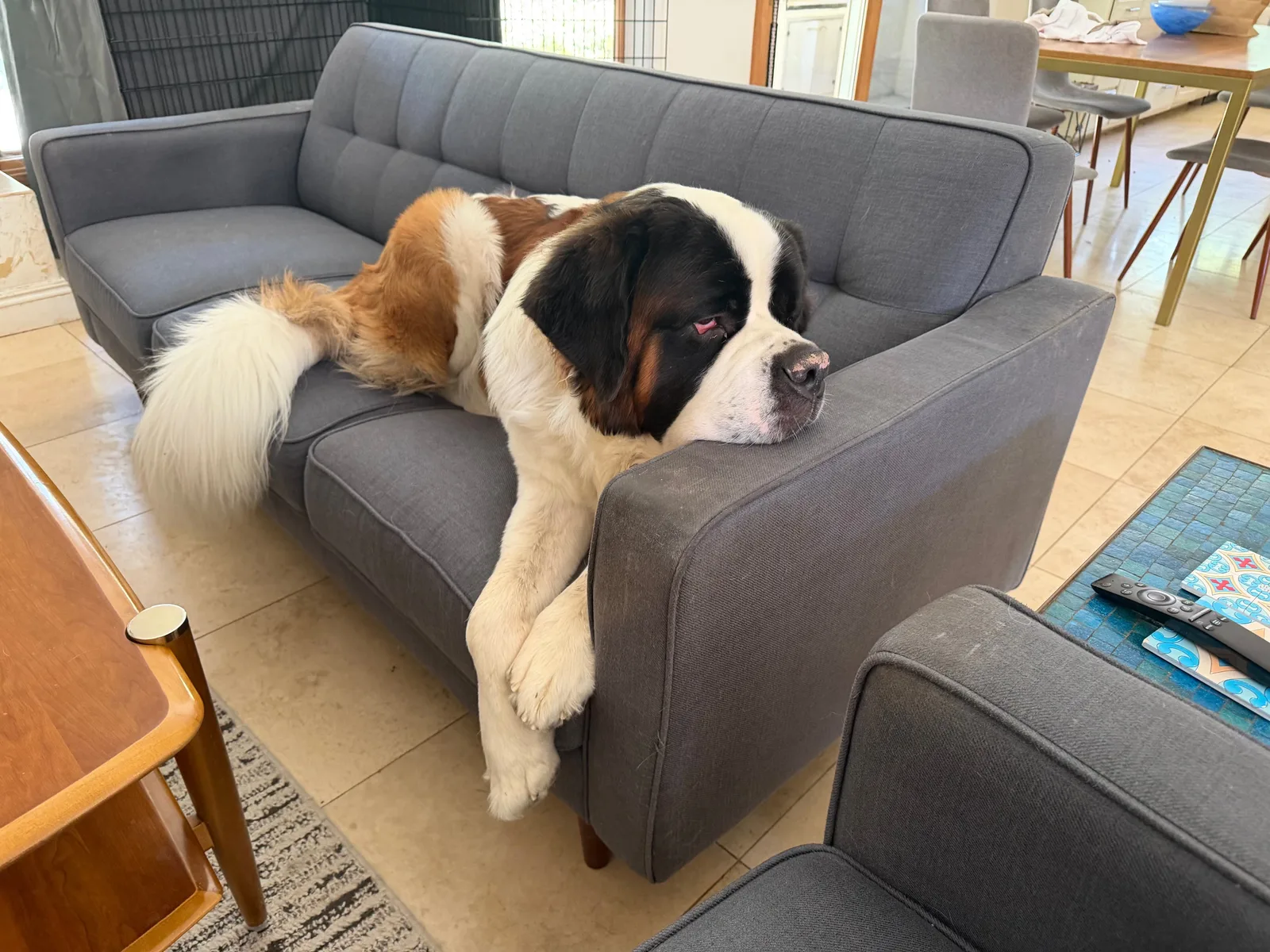Magnus stretched the full length of a grey couch with his chin resting on the arm, one front paw hanging over the edge and his tail draped down onto the floor.