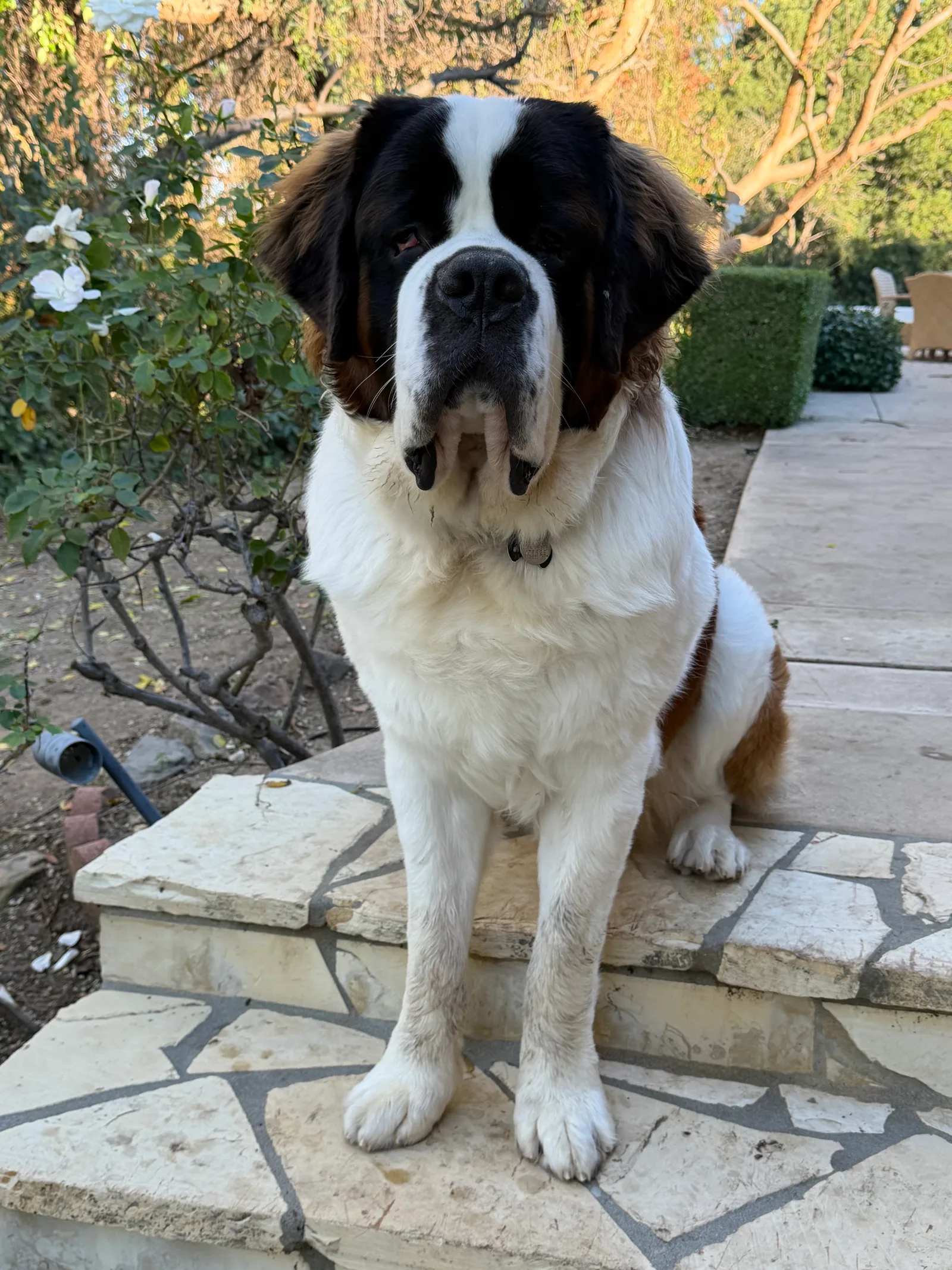 Large brown and white Saint Bernard dog sitting on a stone patio step in a garden.