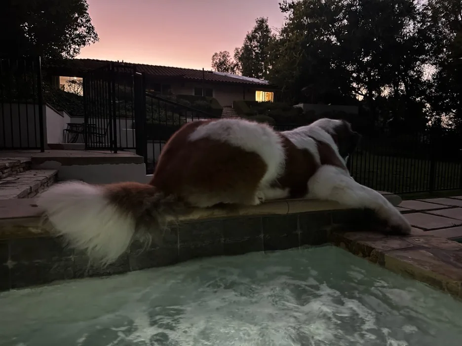 Large brown and white dog resting on the edge of a steaming spa at dusk with a house behind.