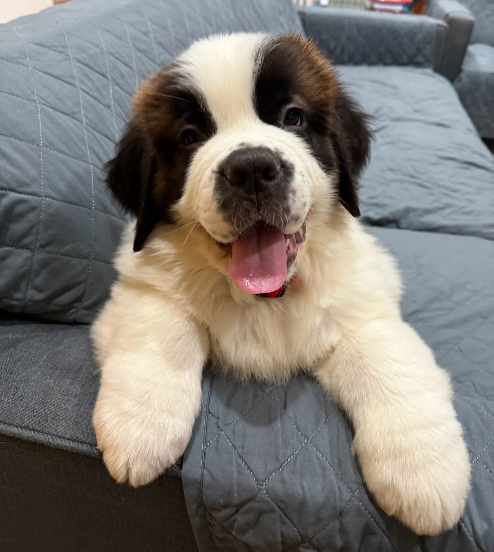 Brown and white Saint Bernard puppy with tongue out resting paws on a gray sofa.