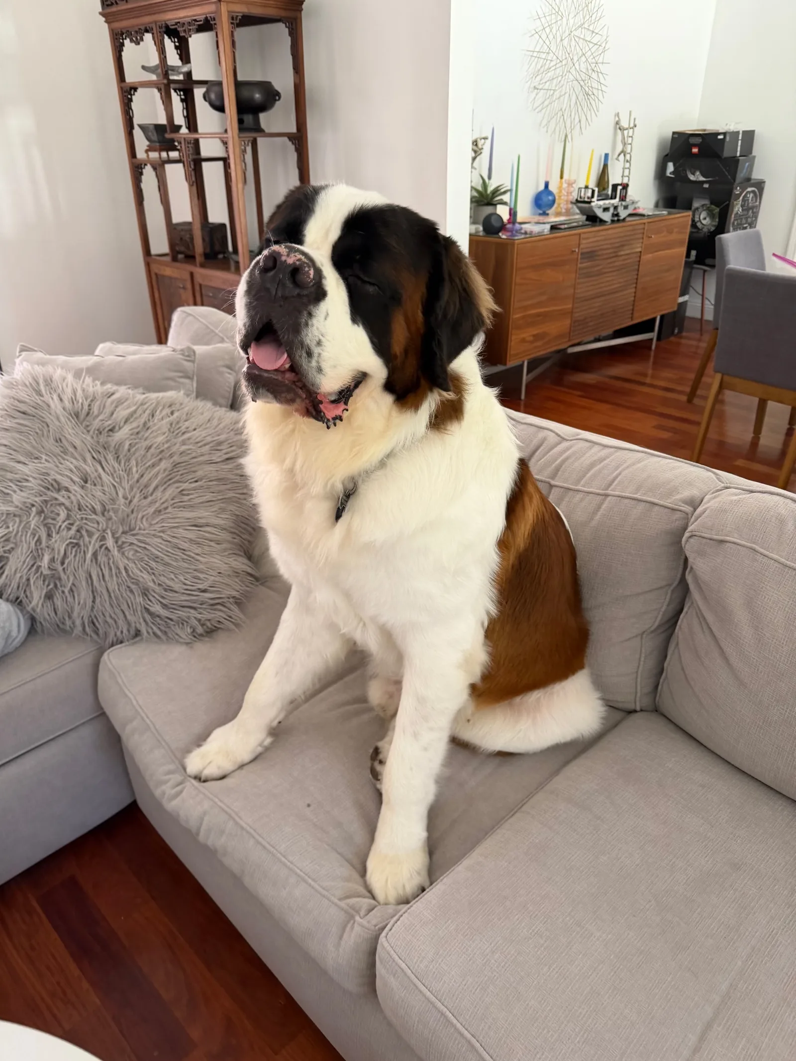 Magnus, a large brown and white Saint Bernard, sits upright on a grey couch with his tongue out, in a living room with polished wood floors and a wooden display cabinet behind him.