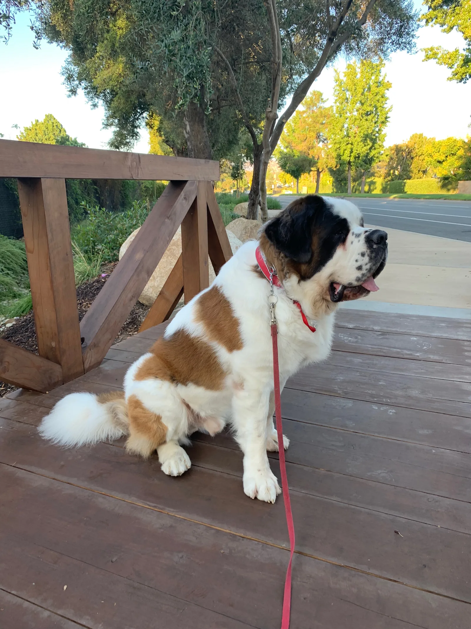 A brown and white Saint Bernard on a red leash sits on a wooden bridge by a path.