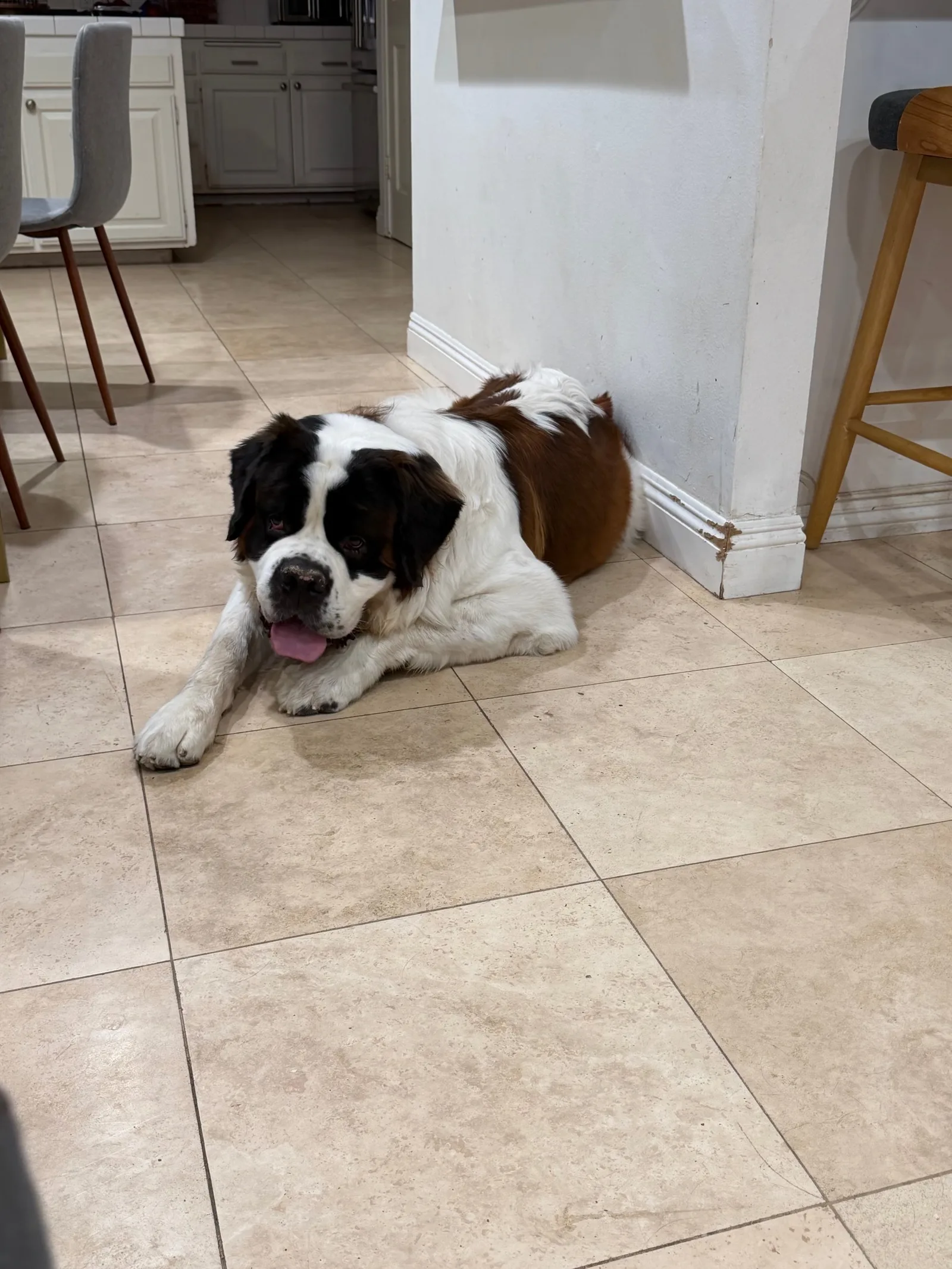 Magnus, a Saint Bernard, lies on the kitchen tile floor beside a wall, tongue out, looking up at the camera.