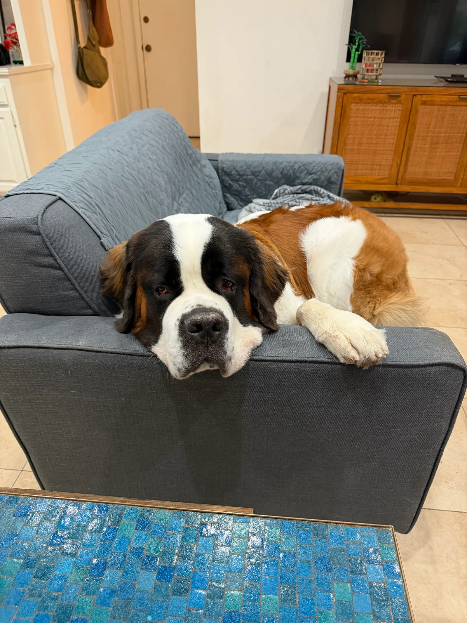 Saint Bernard dog resting its head on the arm of a gray couch indoors.