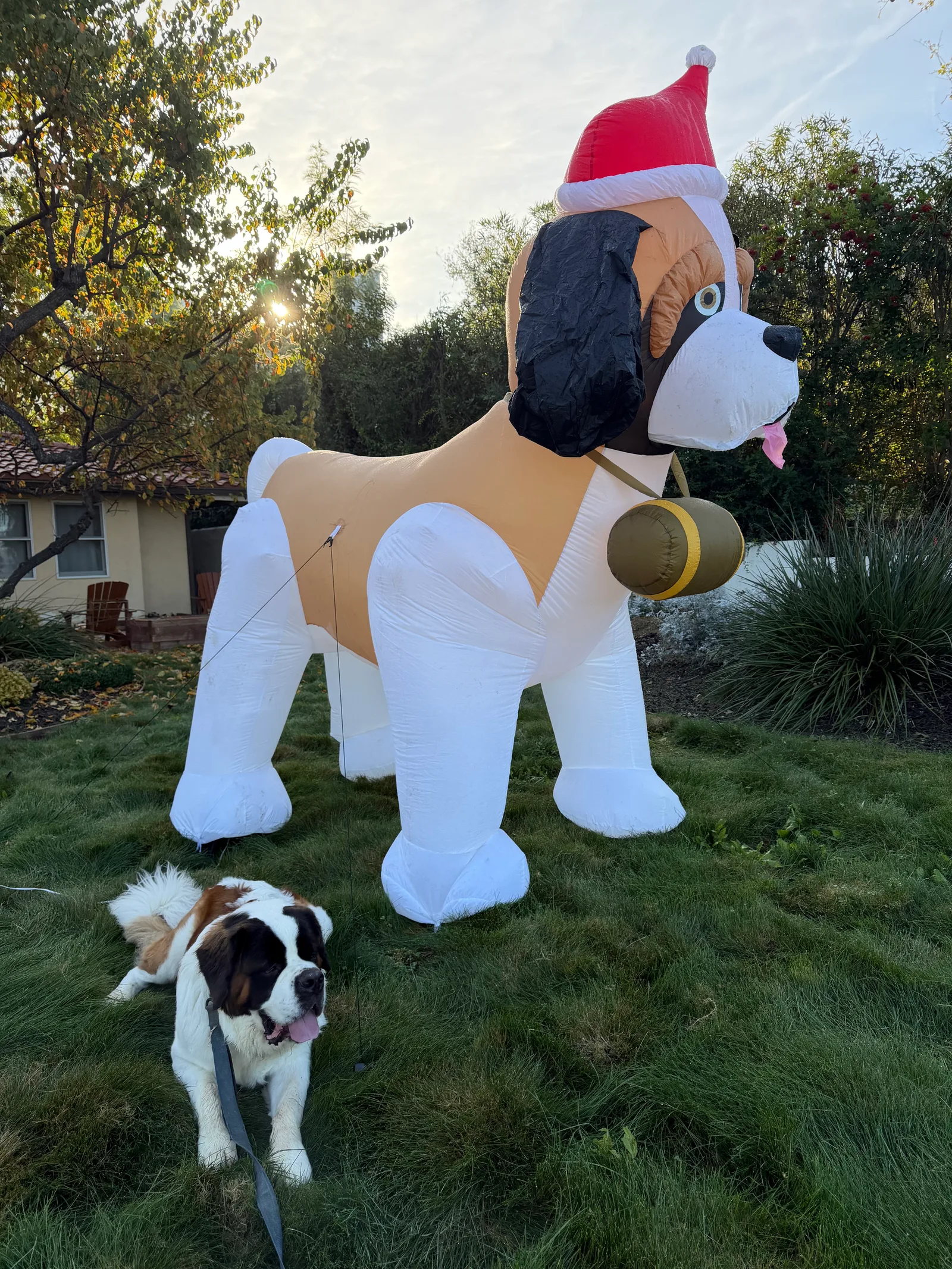 Saint Bernard puppy on grass beside a large inflatable Santa hat dog yard decoration.